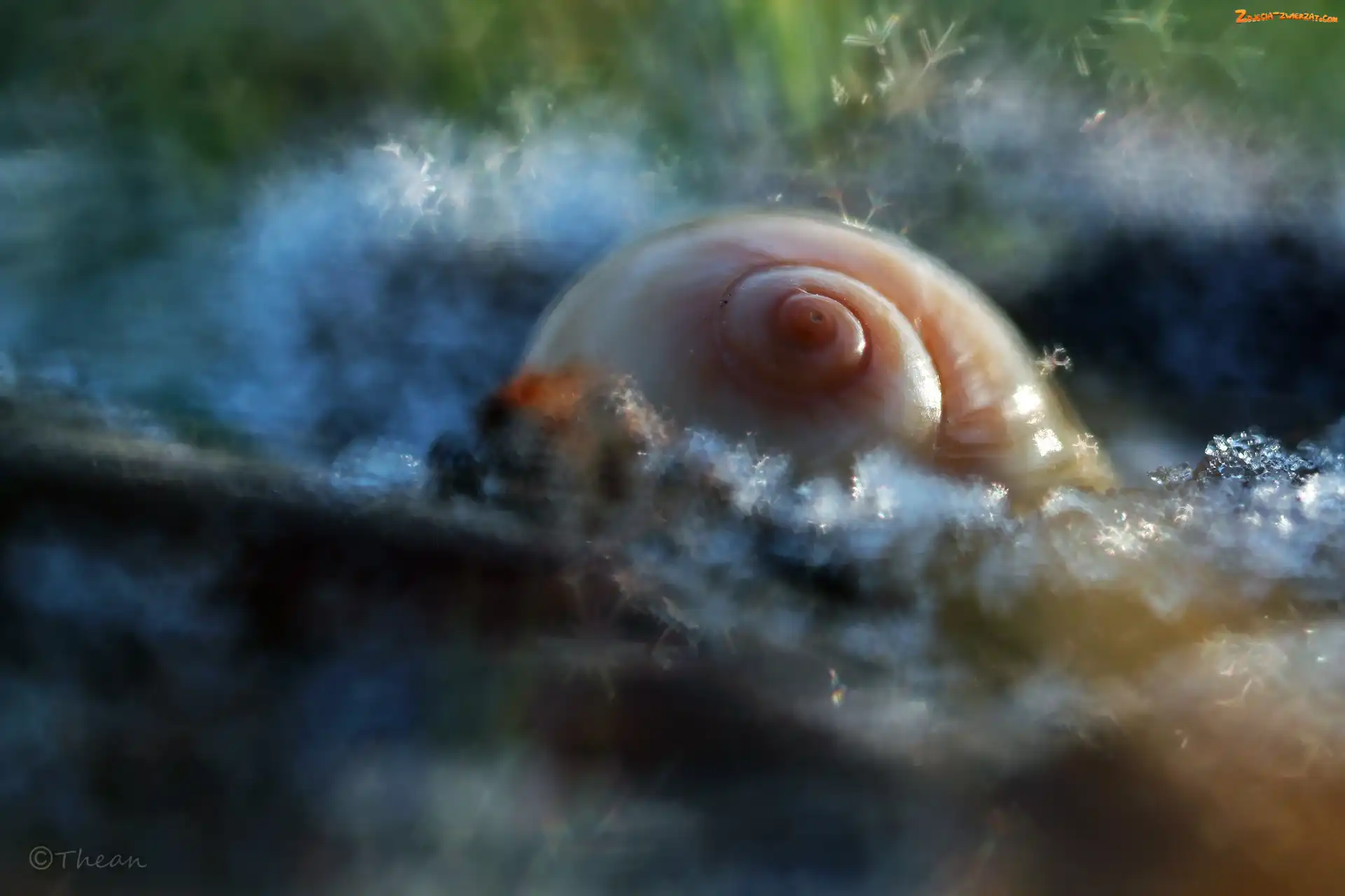 Otulona, Bokeh, Muszelka, Åšniegiem
