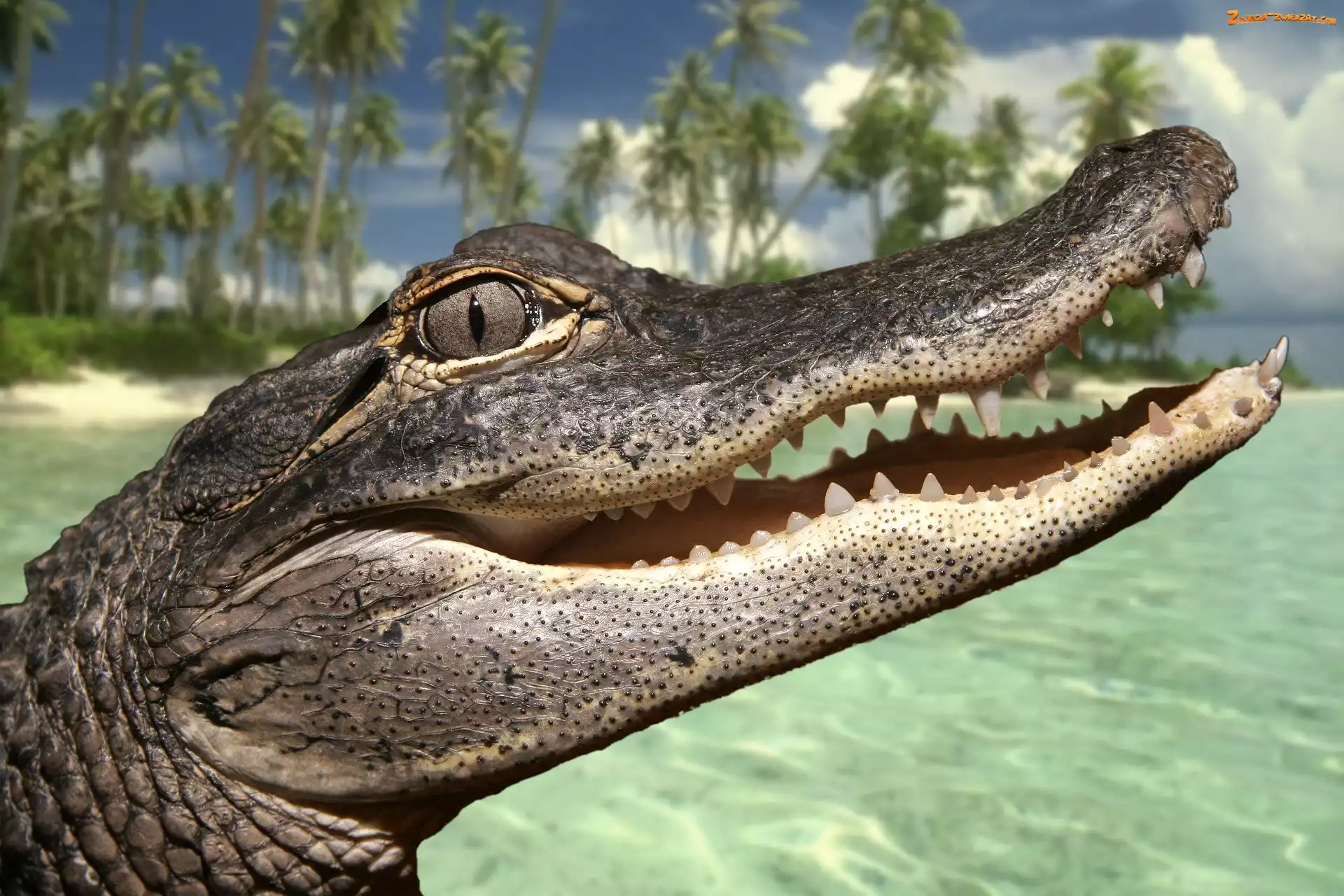 Aligator, Głowa, Paszcza, Otwarta