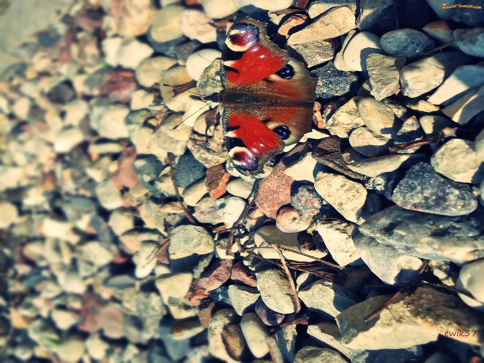 Kamienie, Owad, Motyl