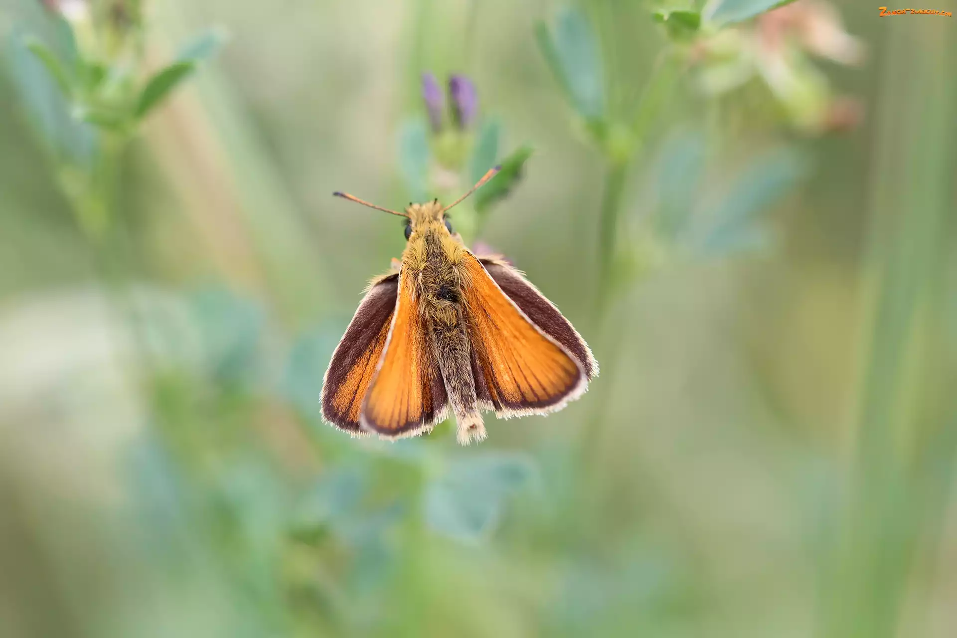 Owad, Motyl, Karłątek leśny