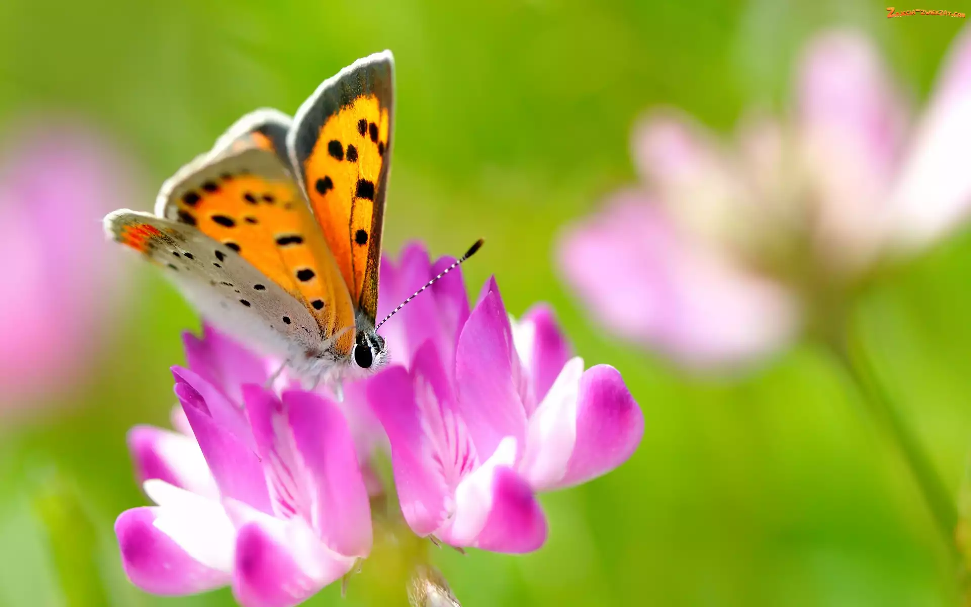 Kwiat, Owad, Motyl