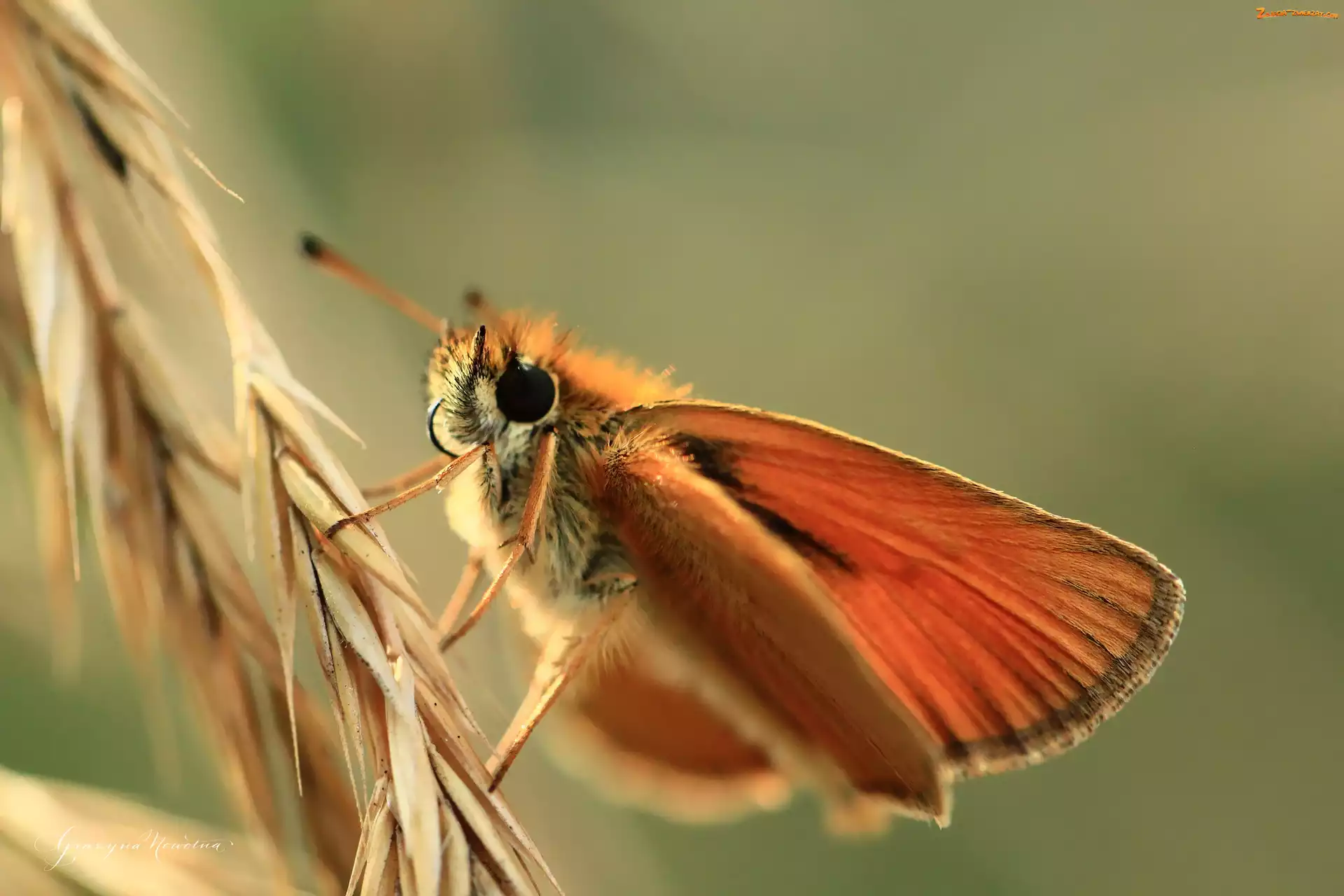 Owad, Karłątek Leśny, Motyl