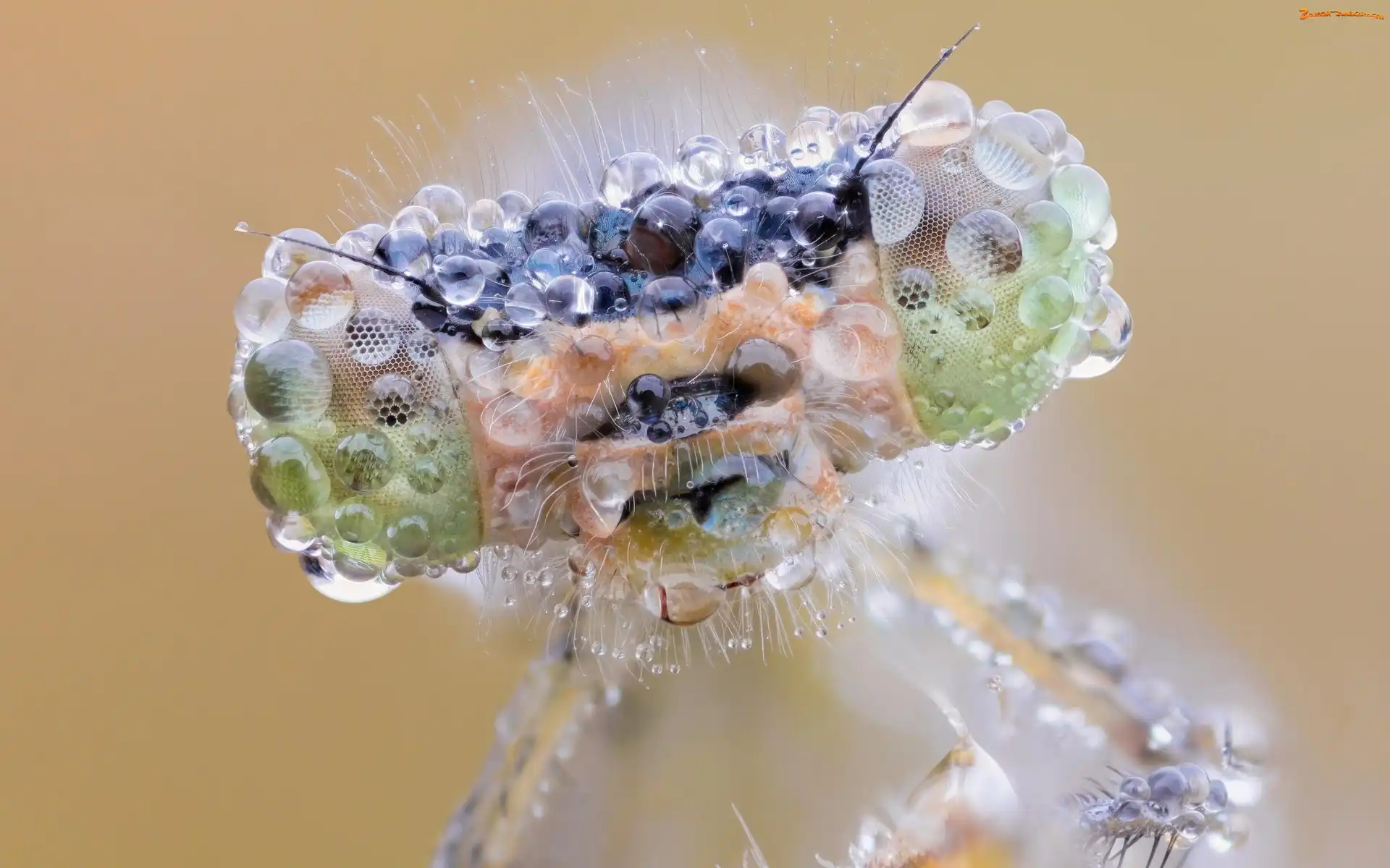 Macro, Owad, Krople