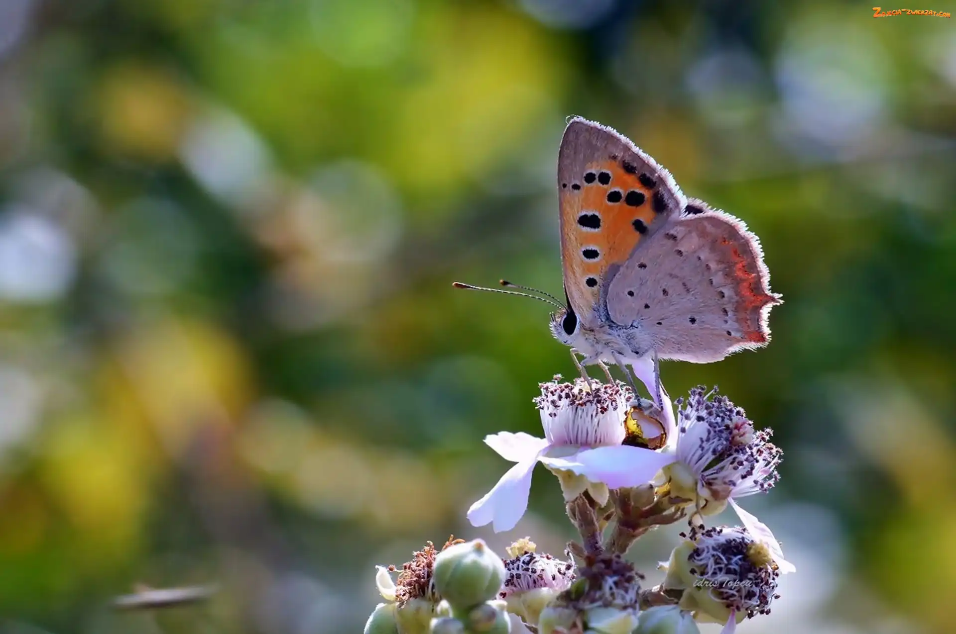 Owad, Kwiaty, Makro, Motyl