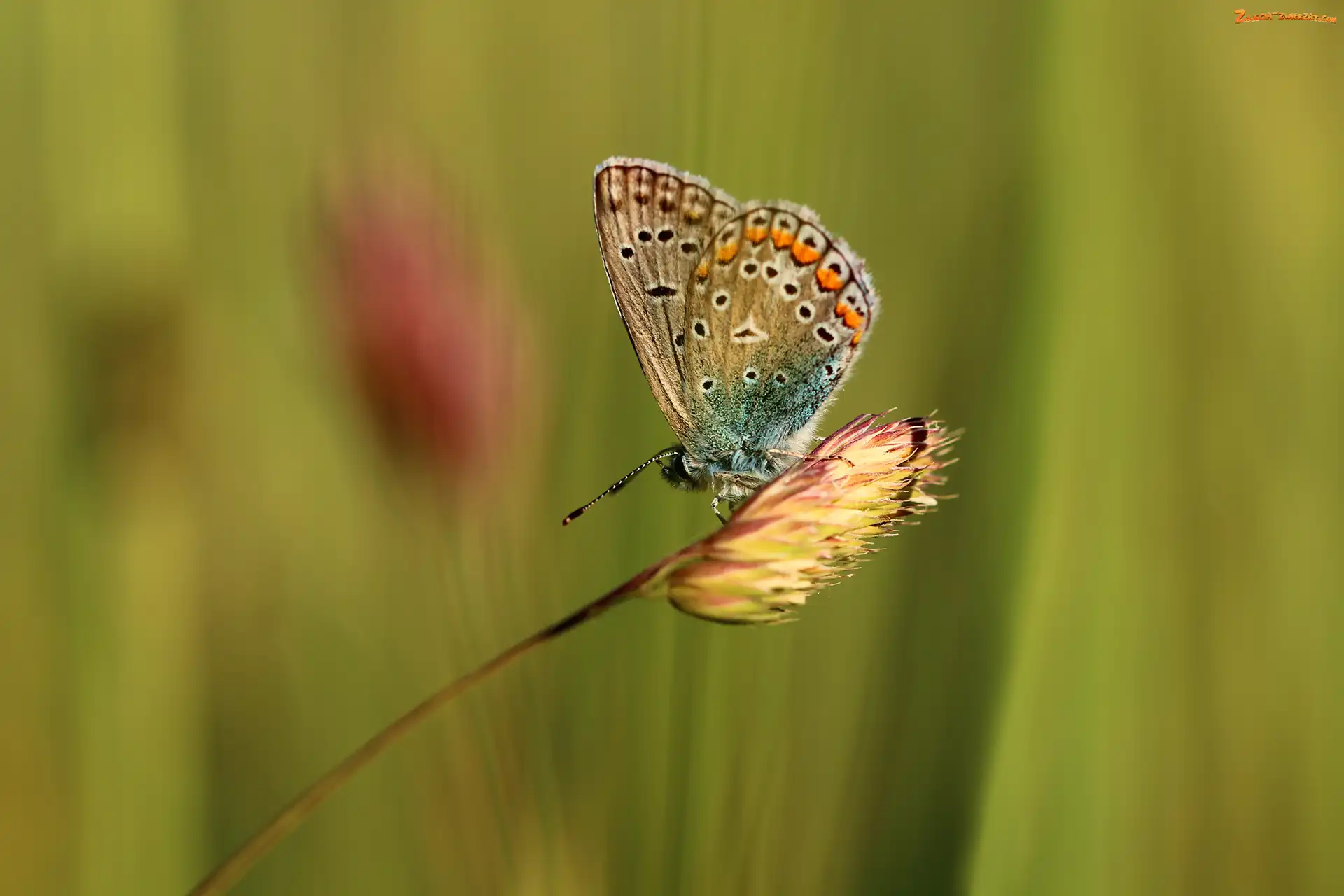 Owad, Motyl, Modraszek adonis