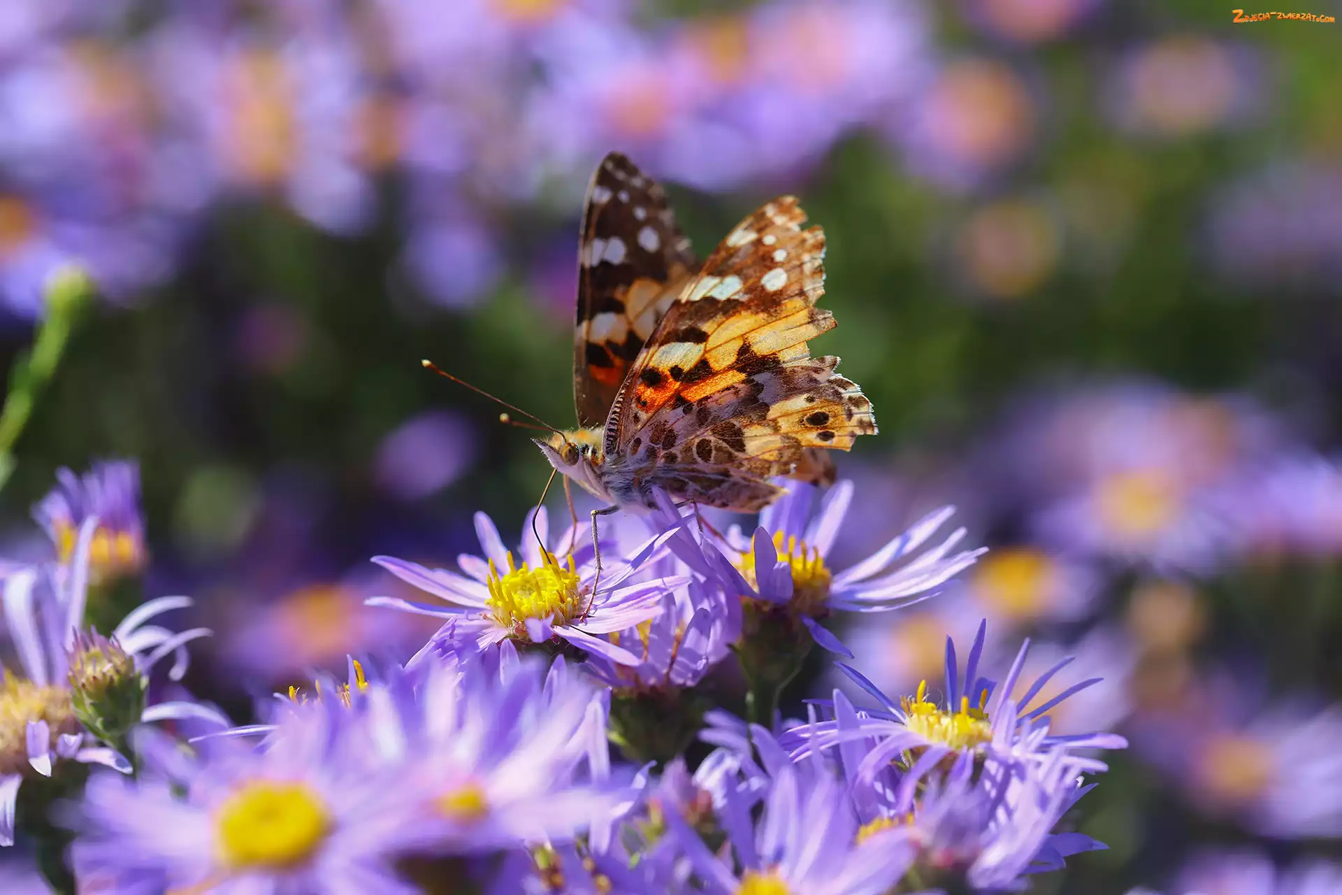 Owad, Astry, Motyl, Kwiaty