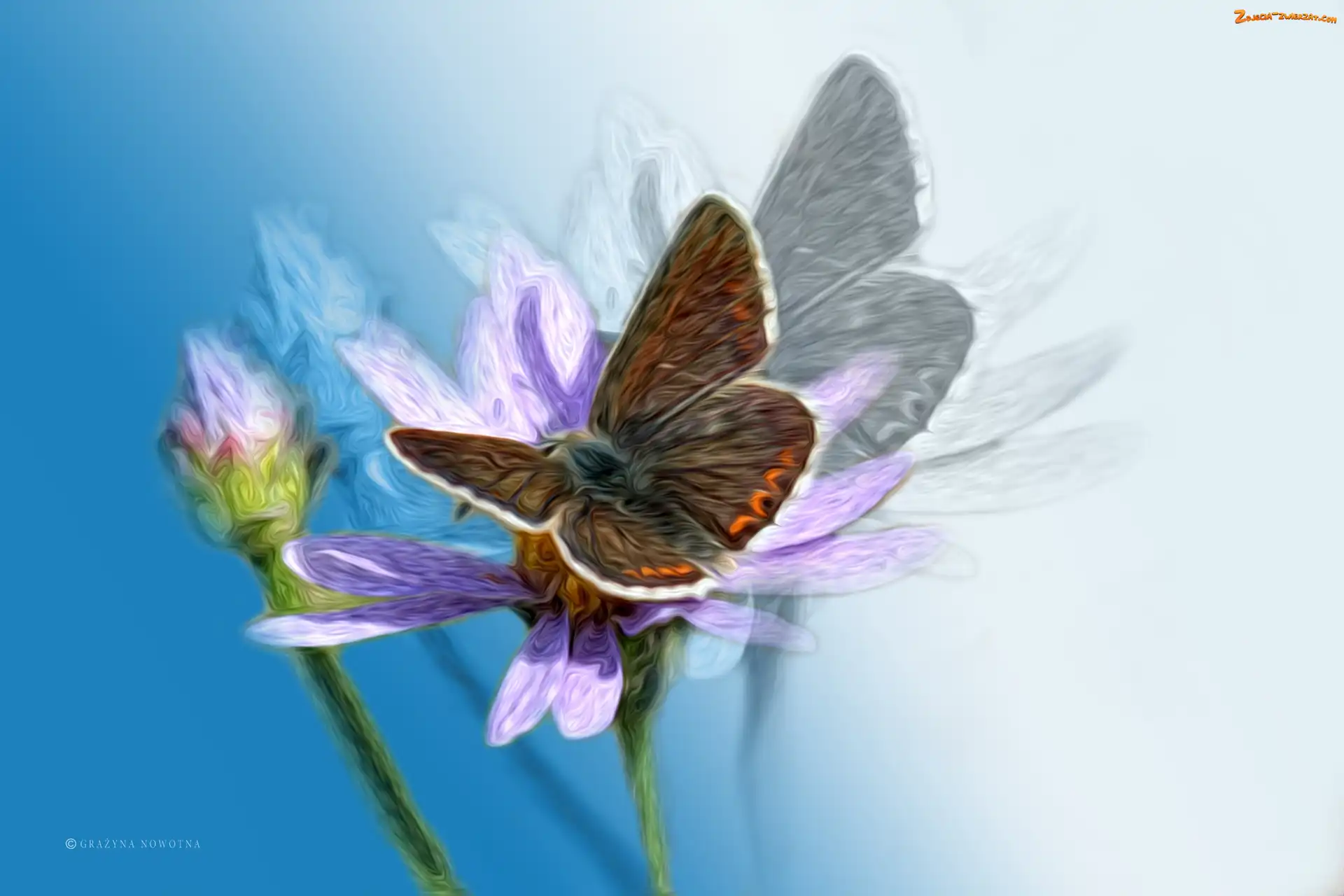 Owad, Grafika, Motyl, Kwiat