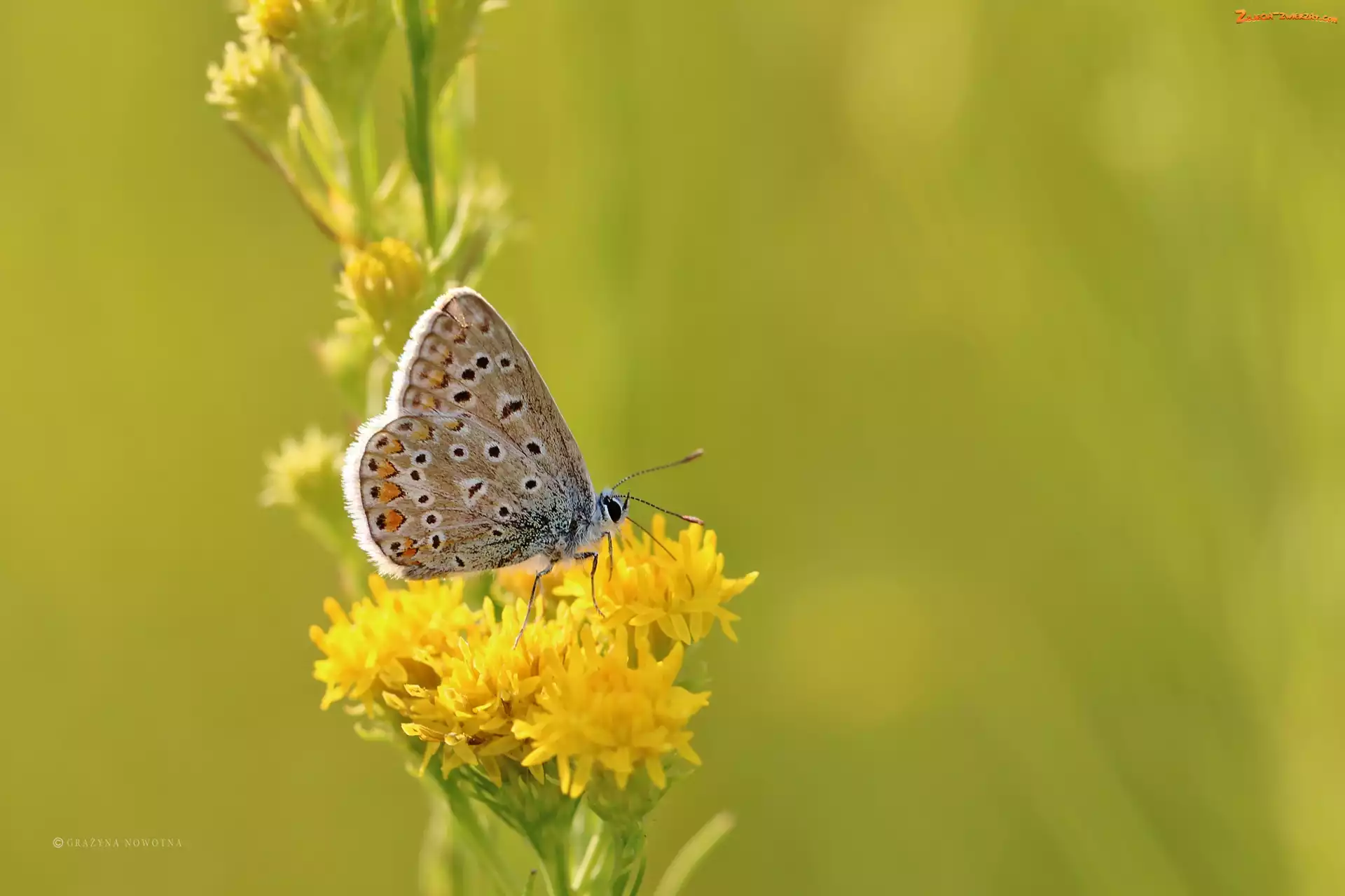 Owad, Kwiaty, Modraszek, Motyl, Żółte