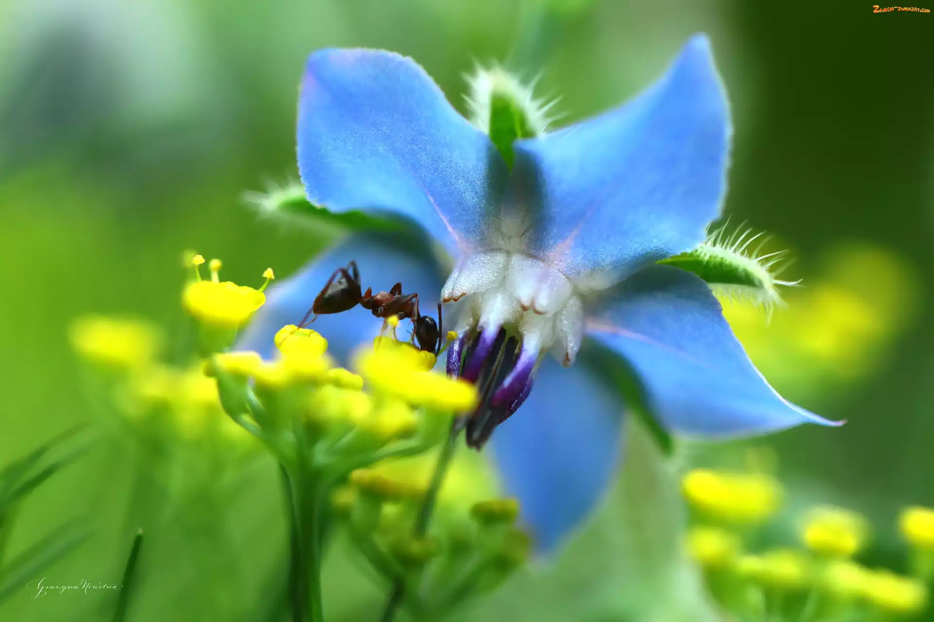 Owad, Kwiat, Mrówka, Niebieski