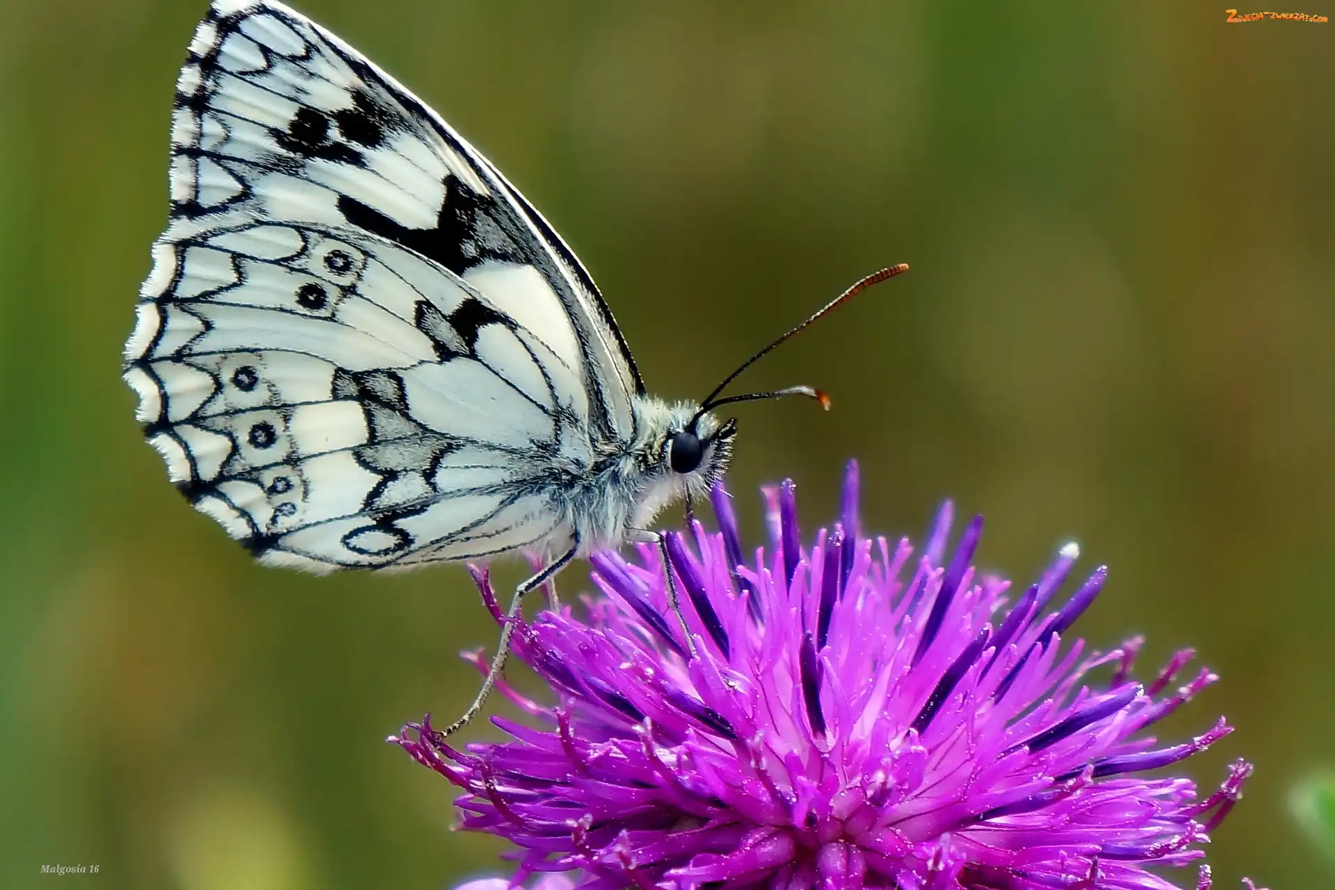 Motyl, Oset, Owad, Polowiec szachownica