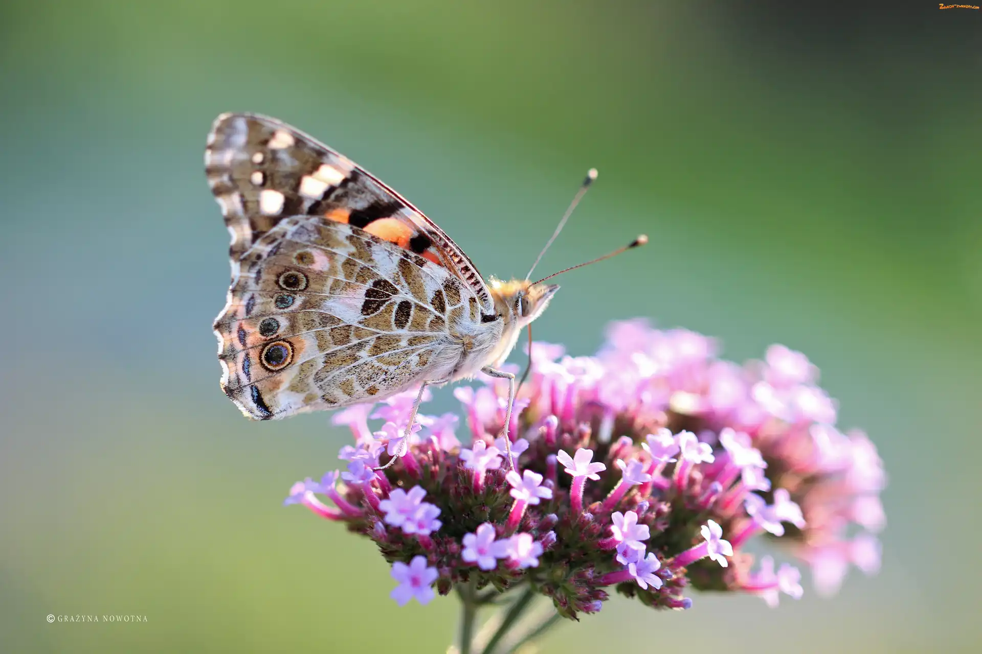 Owad, Rusałka Osetnik, Motyl