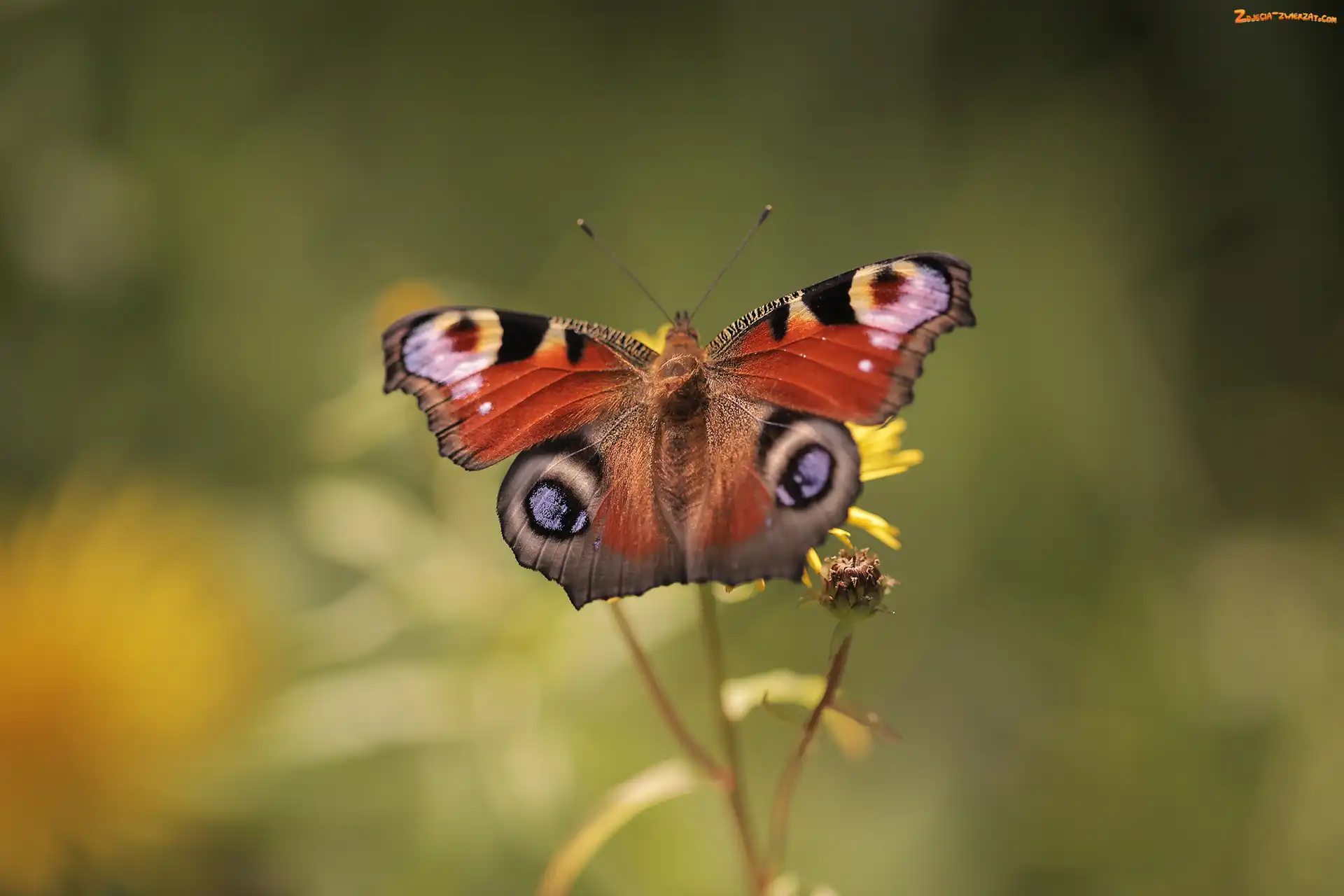 Owad, Rusałka pawik, Motyl