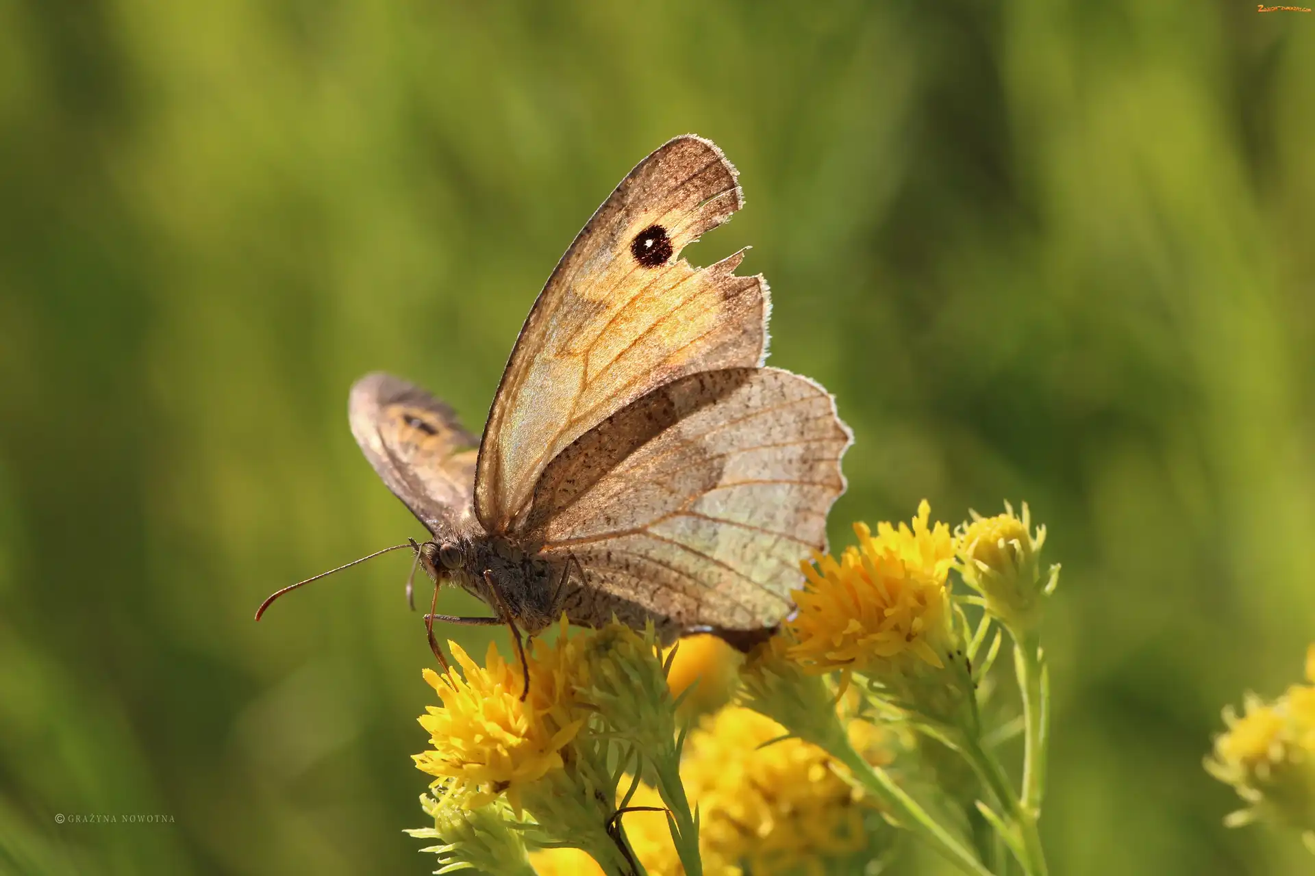 Owad, Strzępotek Ruczajnik, Motyl