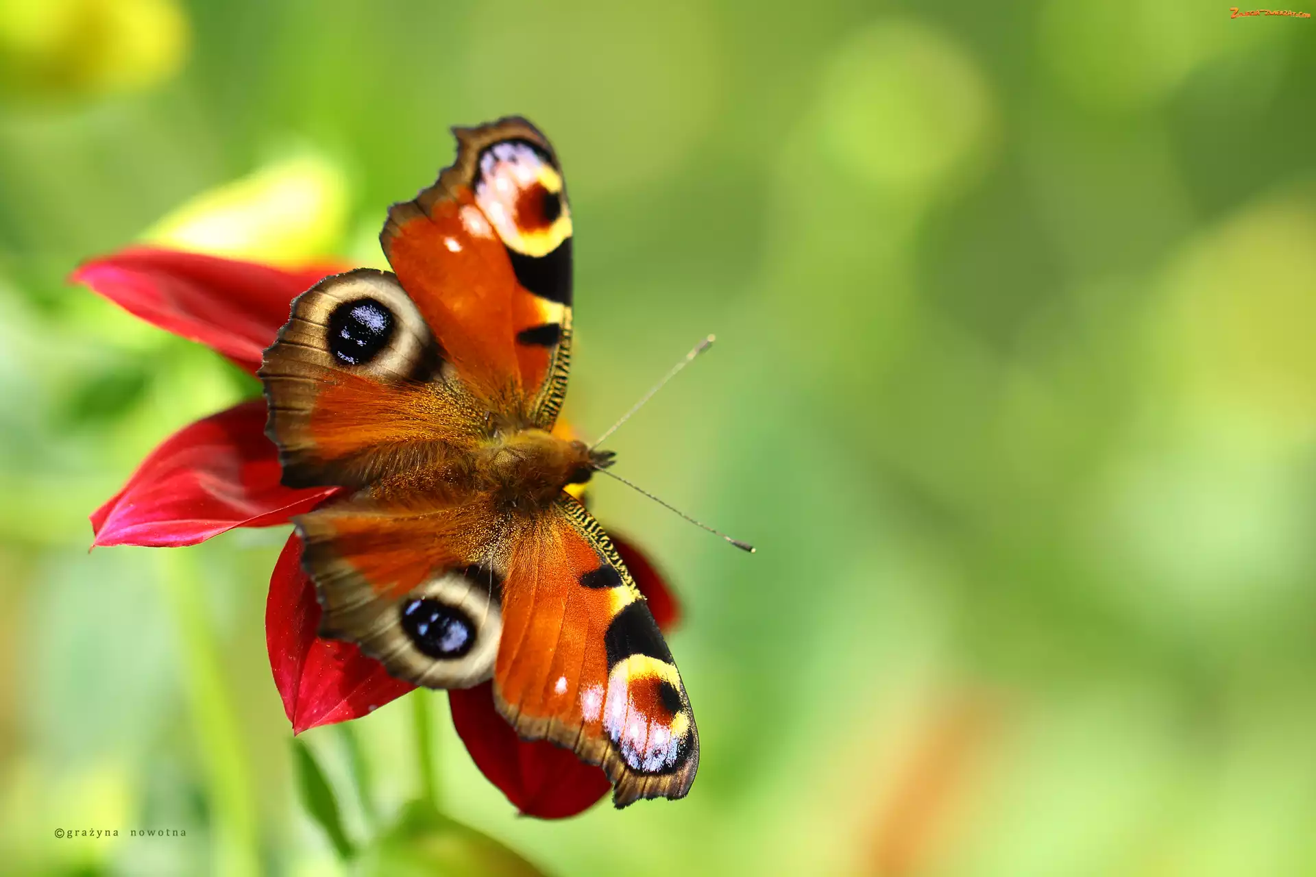 Owad, Motyl, Rusałka Pawik