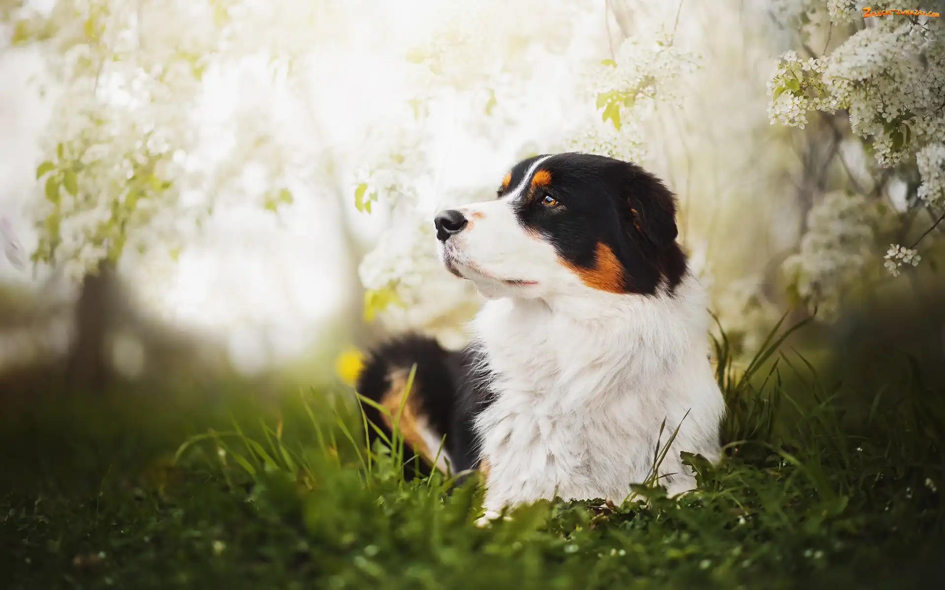 Owczarek Australijski, Kwiaty, Leżący, Australian shepherd