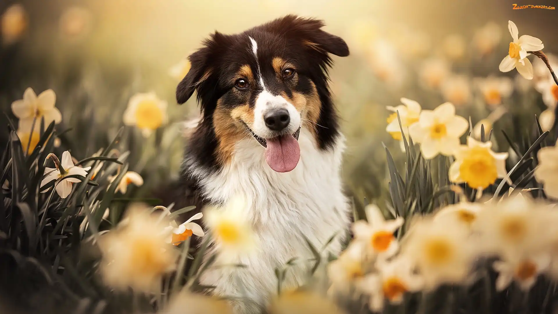 Pies, Owczarek australijski, Narcyzy, Kwiaty
