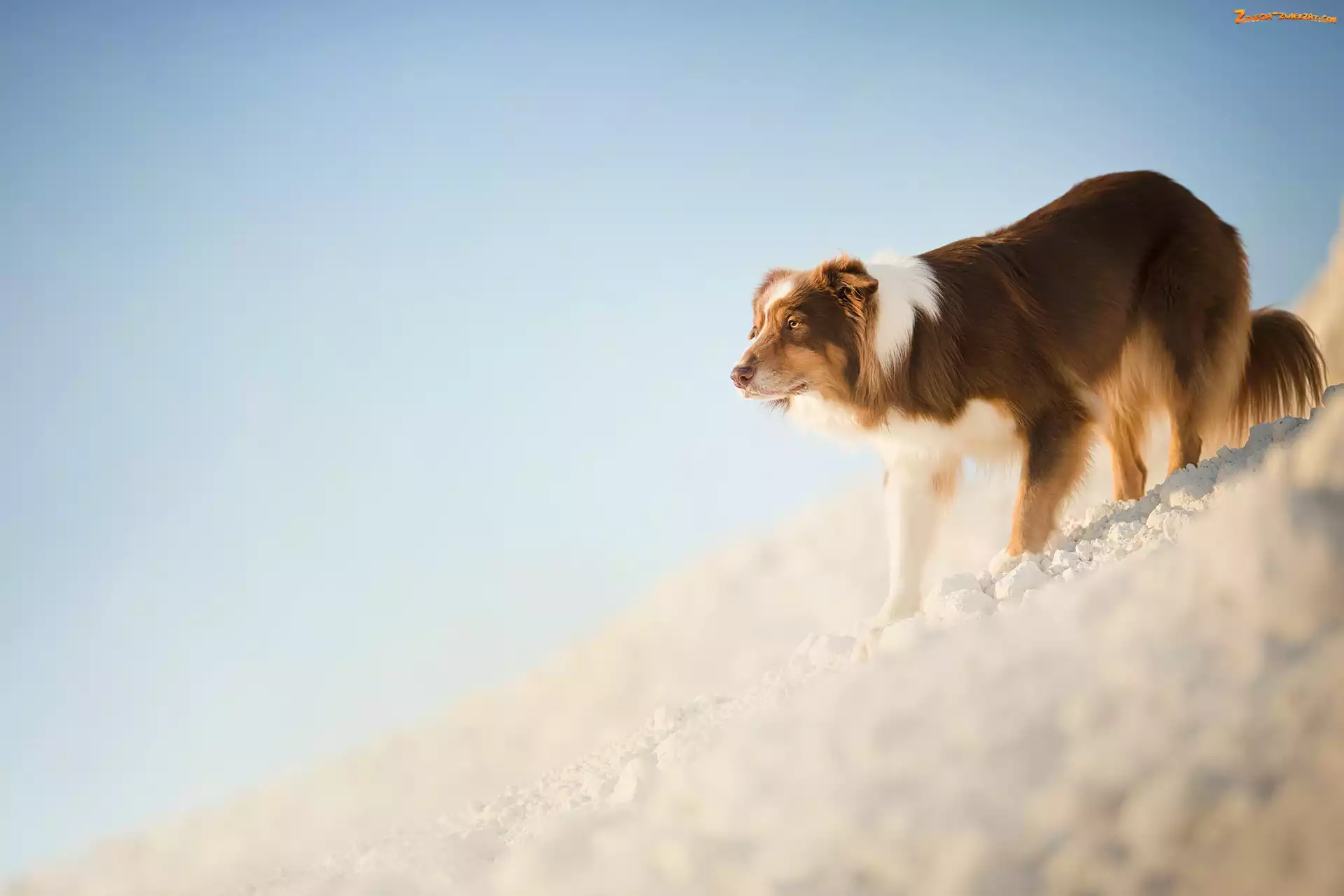 Pies, Owczarek australijski, Śnieg, Zima