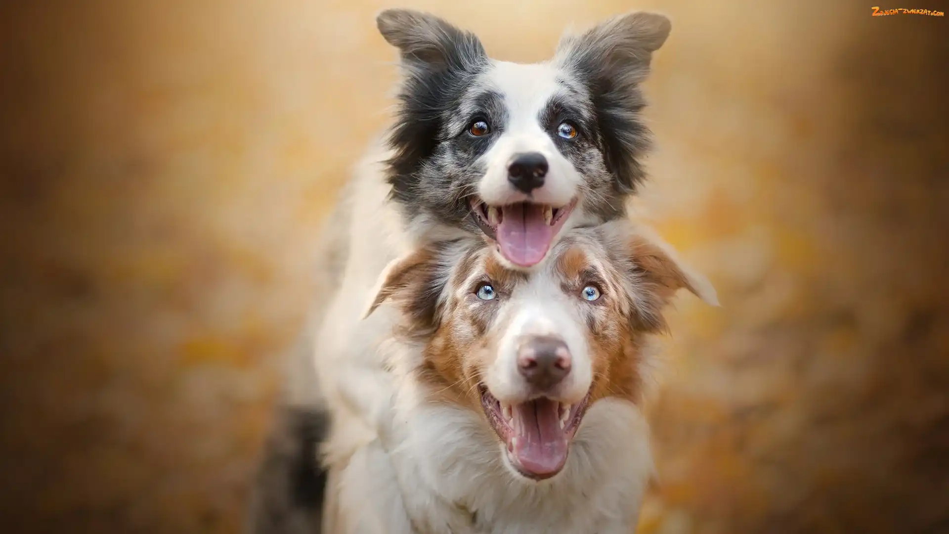 Owczarek australijski, Psy, Border collie