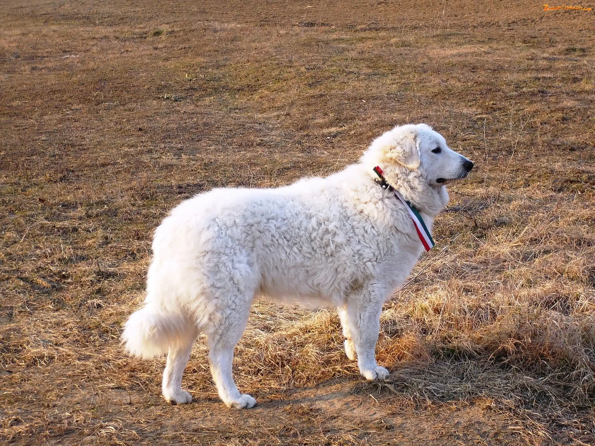 Owczarek węgierski Kuvasz, Dorosły, biały