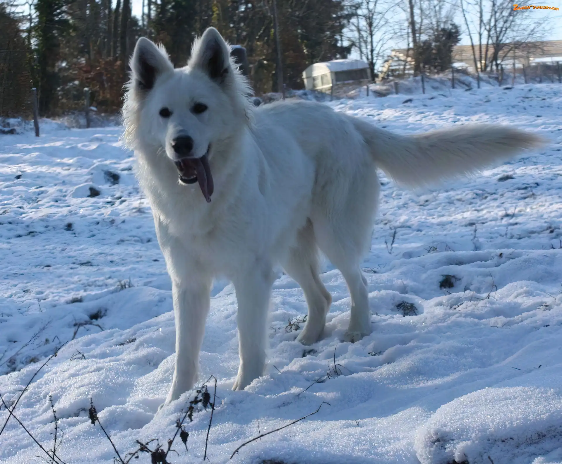 Owczarek amerykańsko-kanadyjski, śnieg