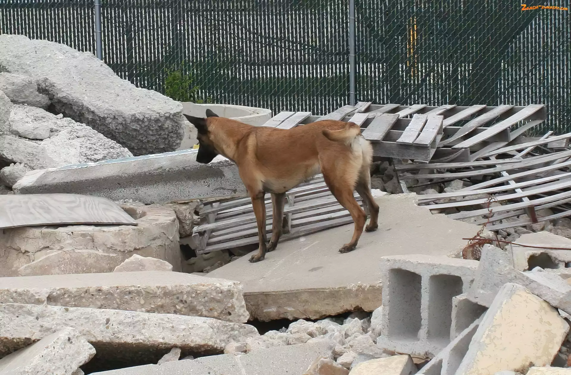 gruzy, Owczarek belgijski Malinois