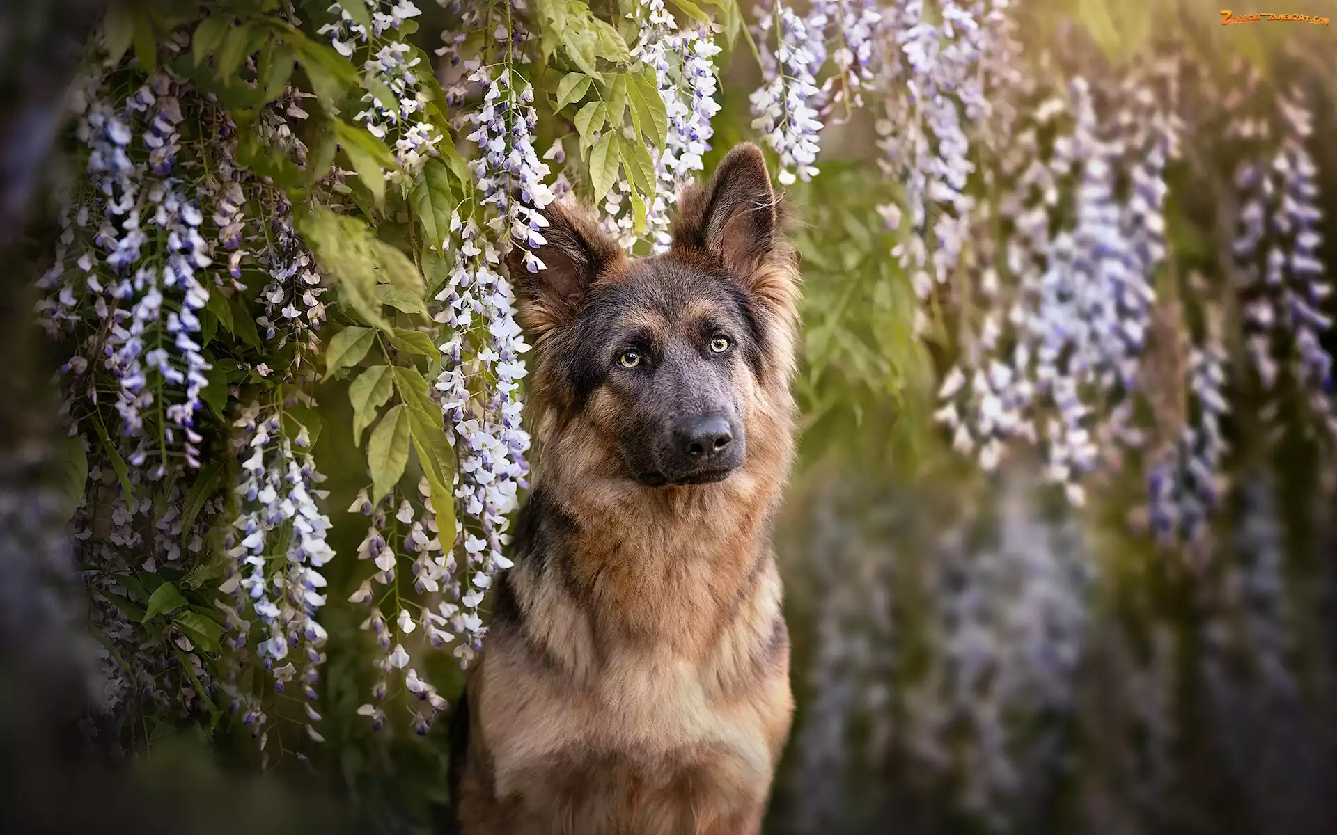 Pies, Owczarek niemiecki, Glicynia, Kwiaty