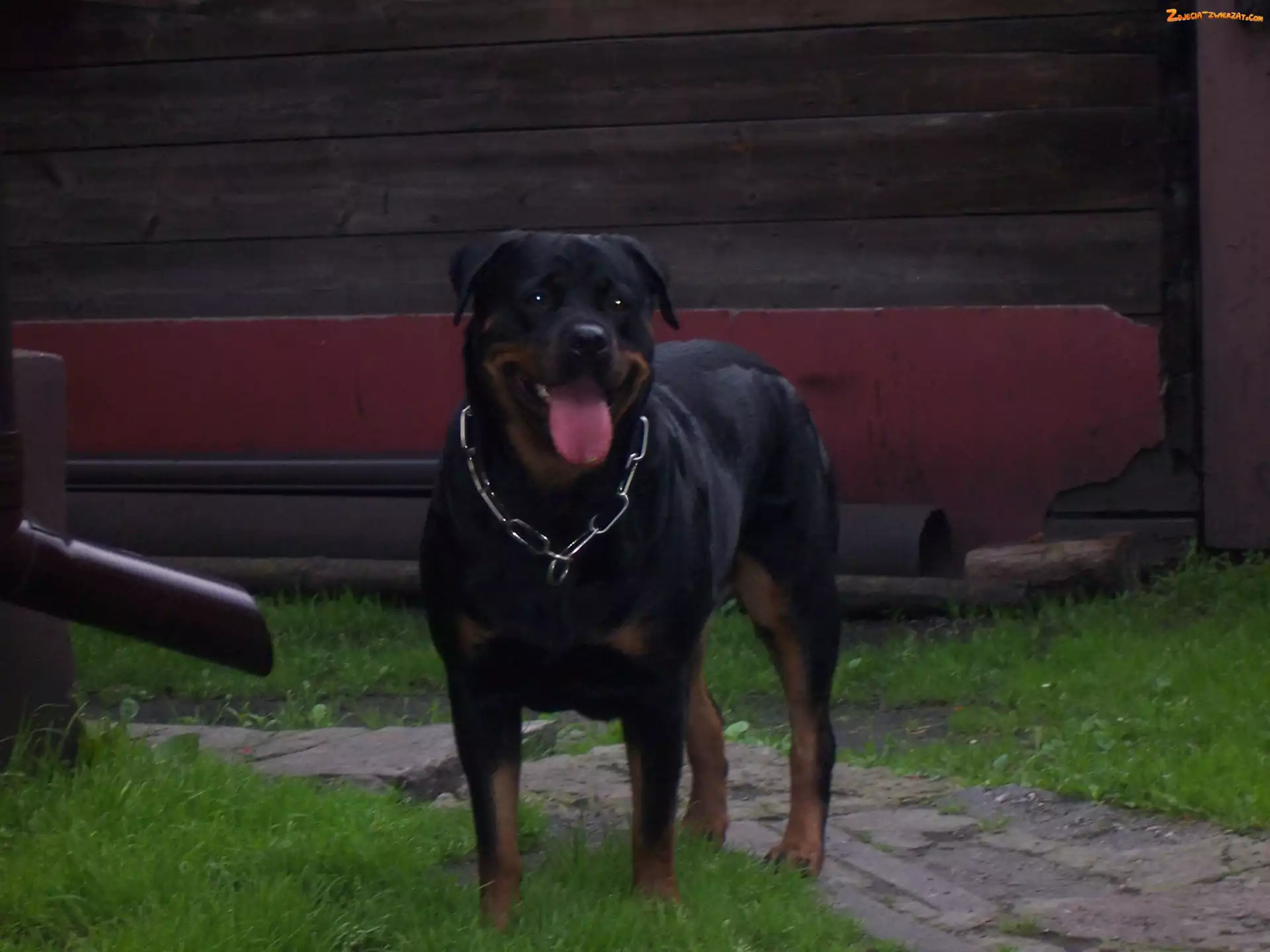 Rottweiler, Obroża