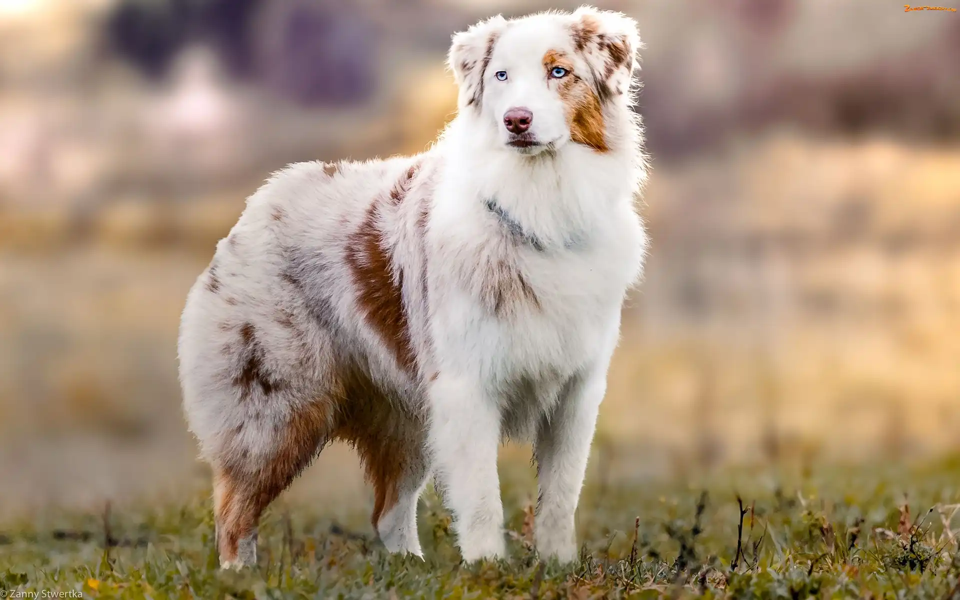 Owczarek australijski-australian shepherd, Pies, Pasterski