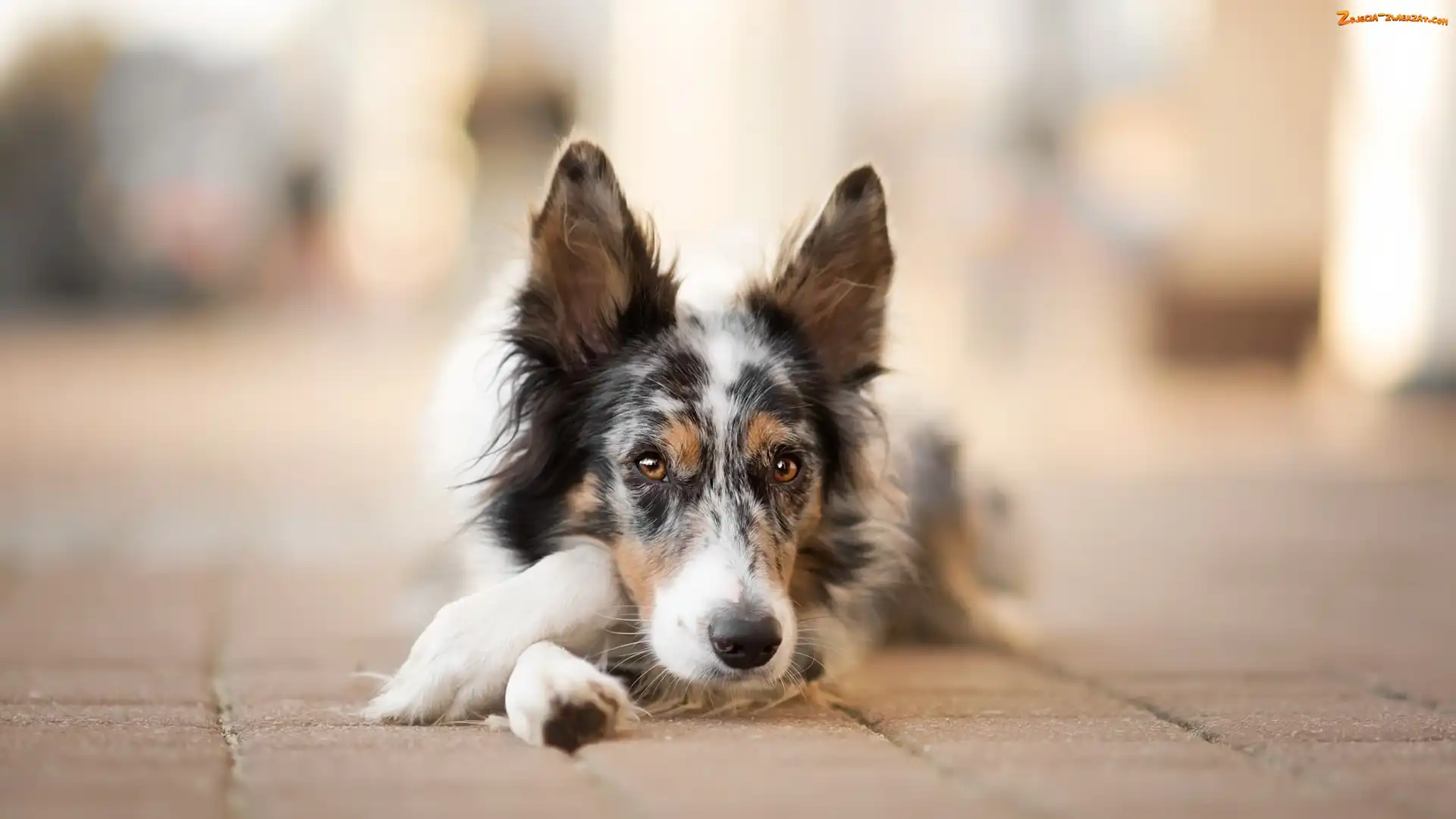 Border collie, Chodnik, Pies, Mordka
