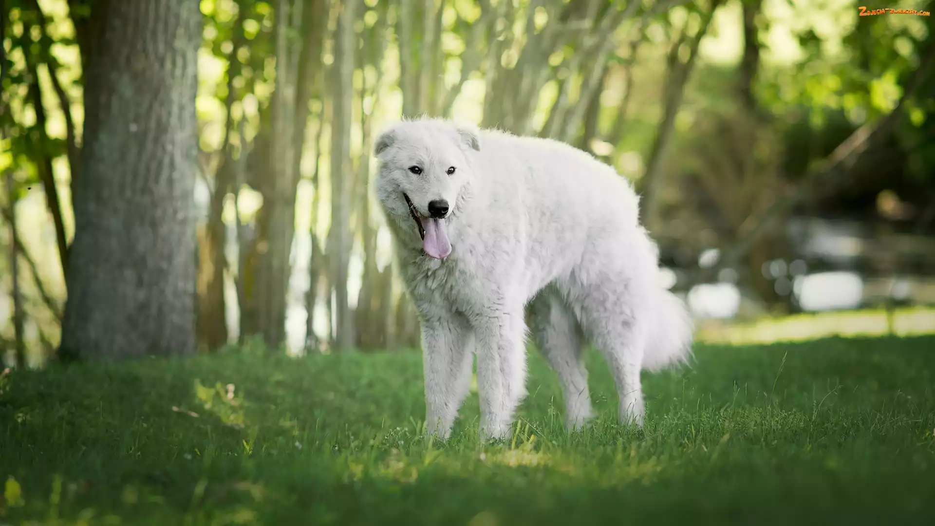 Owczarek węgierski Kuvasz, Drzewa, Pies, Trawa