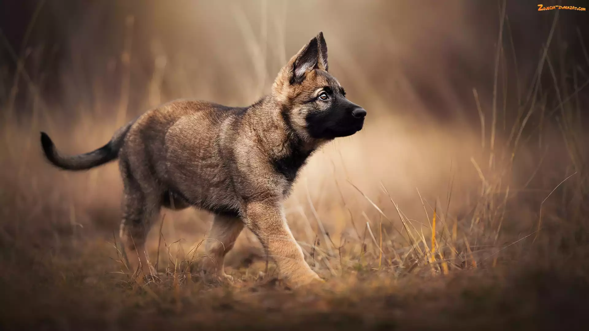 Owczarek belgijski Malinois, Pies, Szczeniak