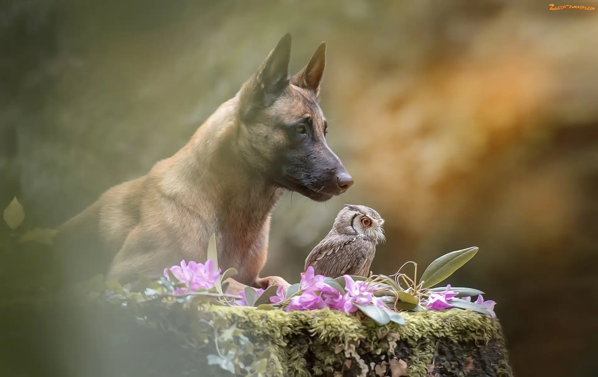 Owczarek belgijski Malinois, Syczek, Pies, Sowa
