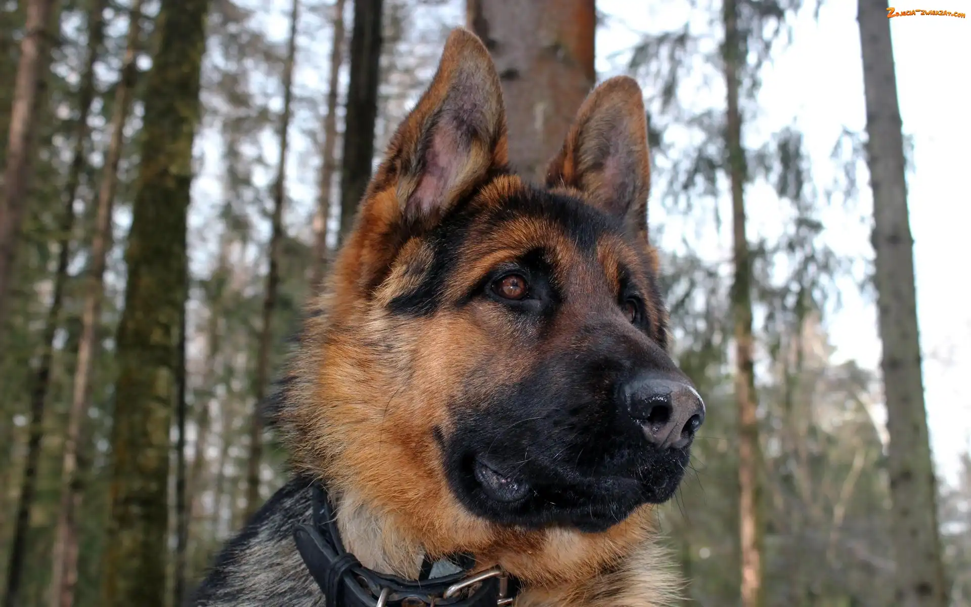 Pies, Owczarek niemiecki