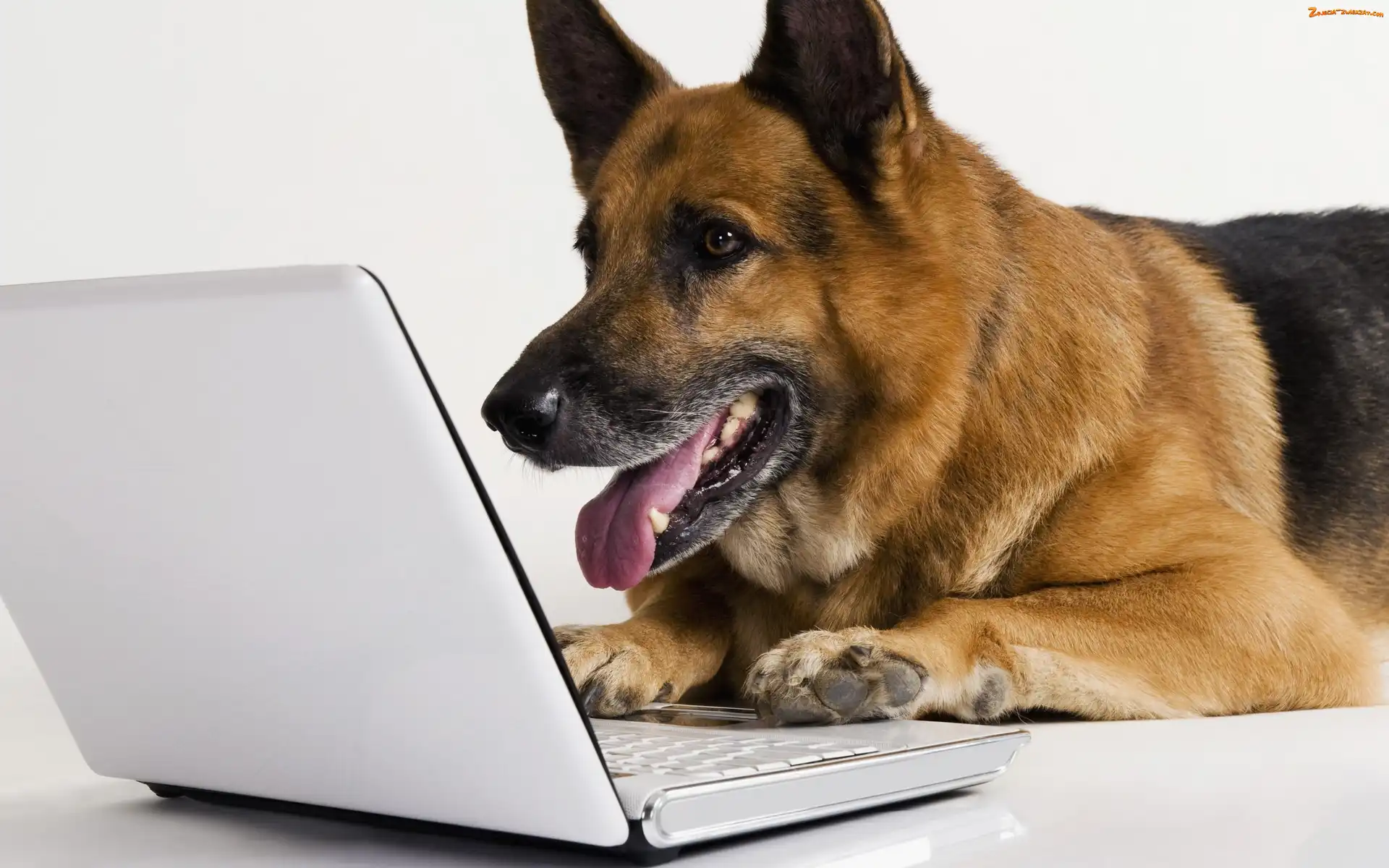 Owczarek, Laptop, Piesek, Niemiecki