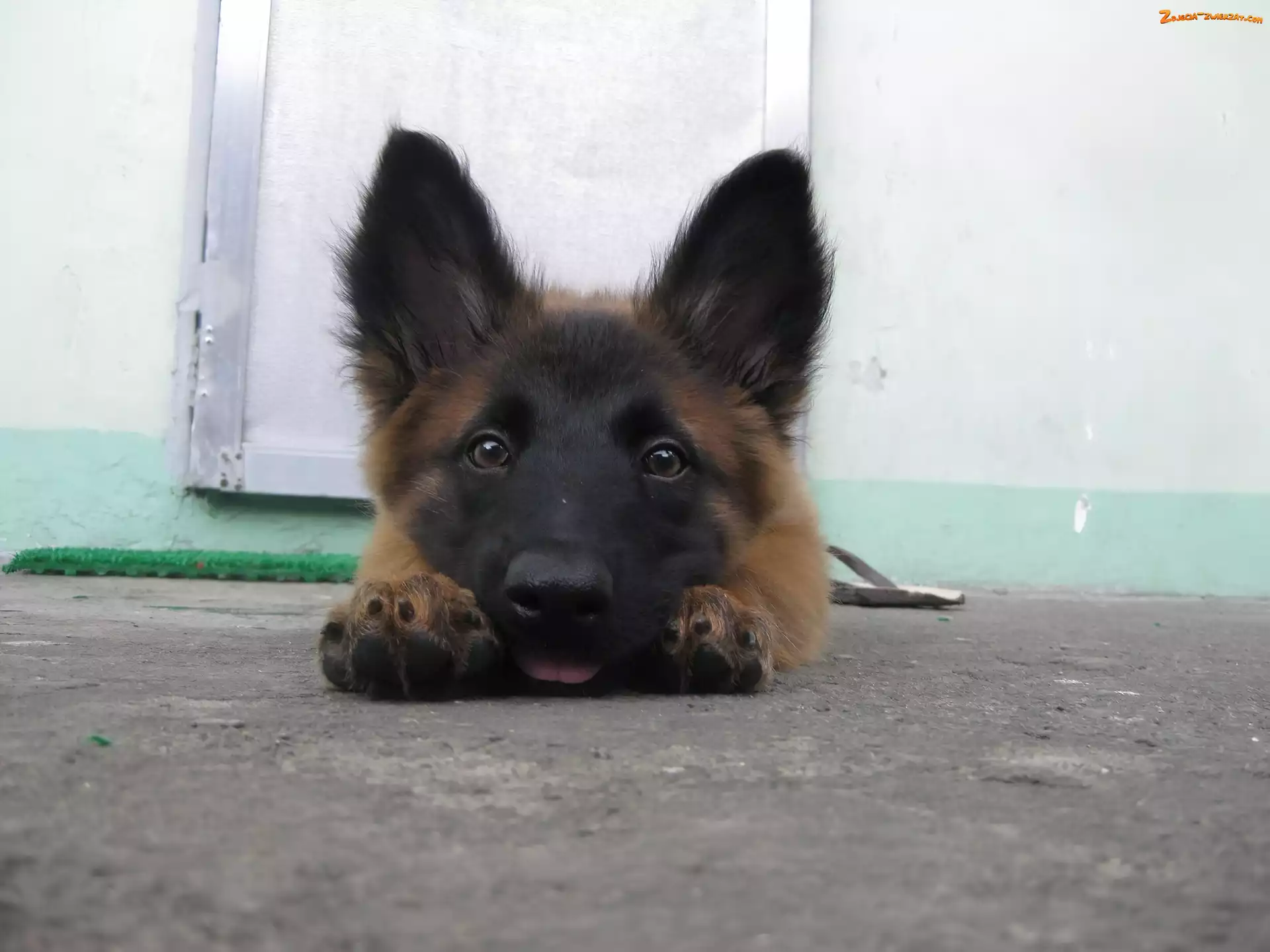 Owczarka belgijskiego Malinoisa, Głowa, łapki