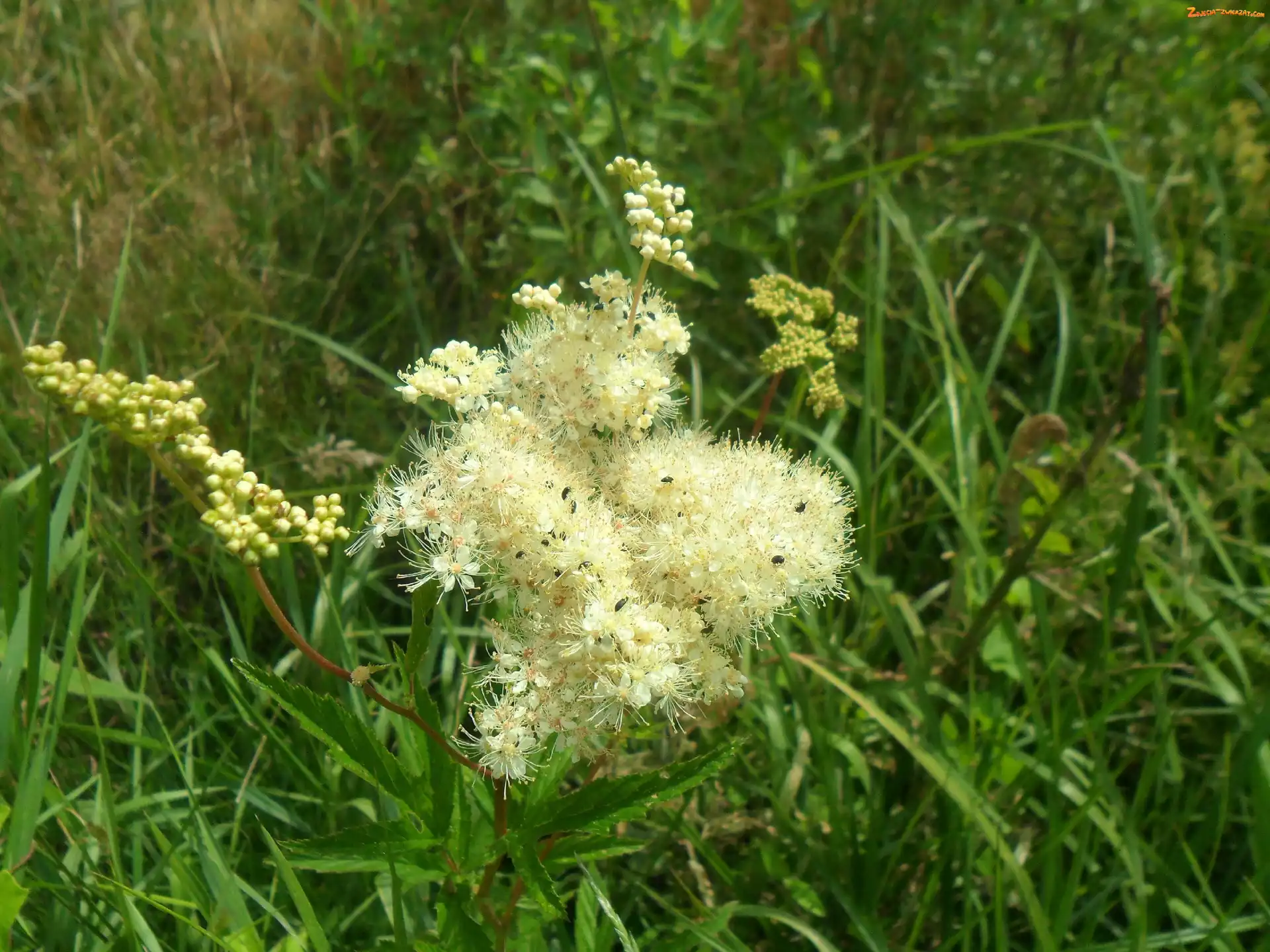 Pachnący, Owady, Łąka, Kwiat