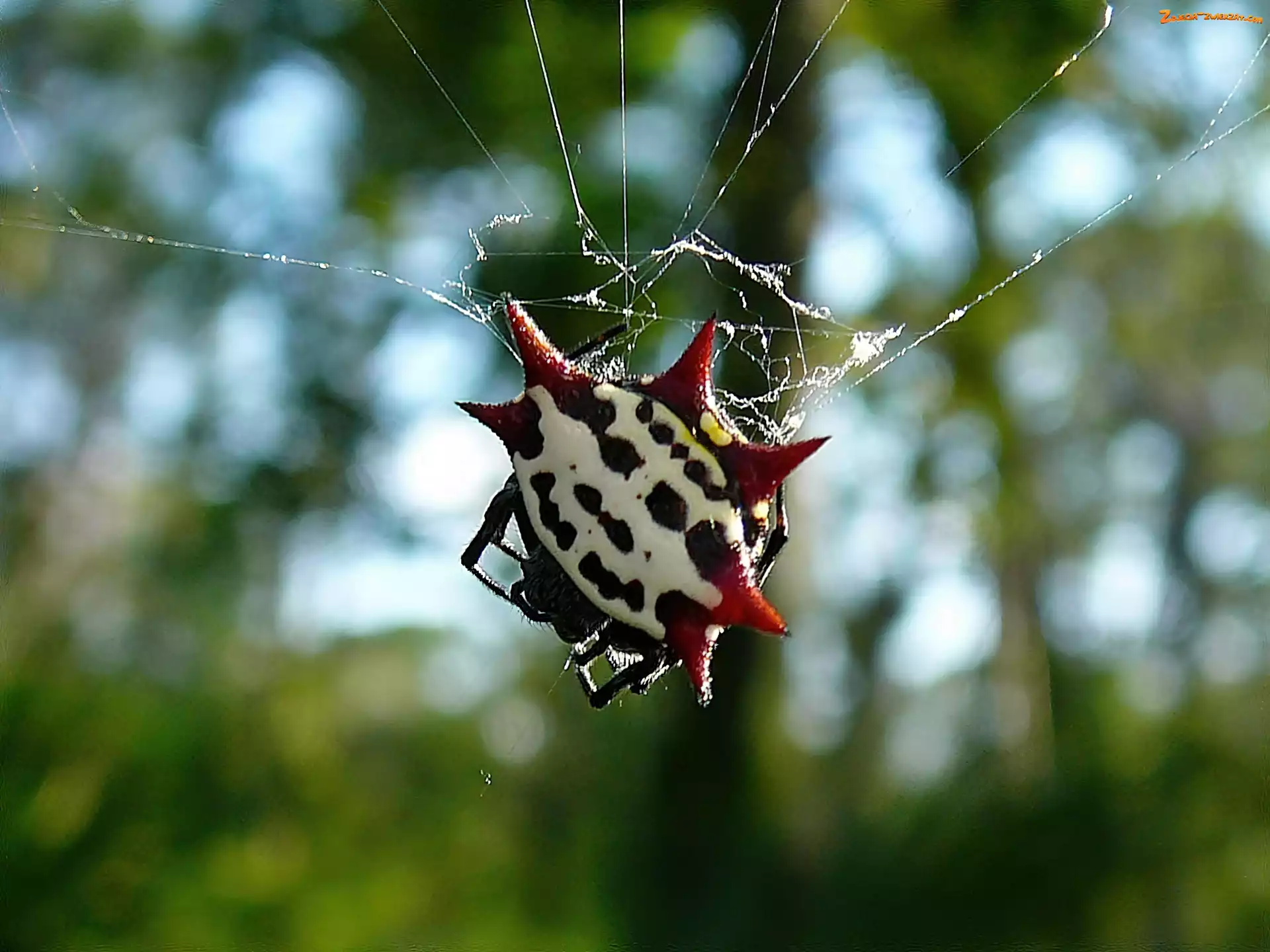 PajÄ…k, Cancriformis, Egzotyczny, Gasteracantha