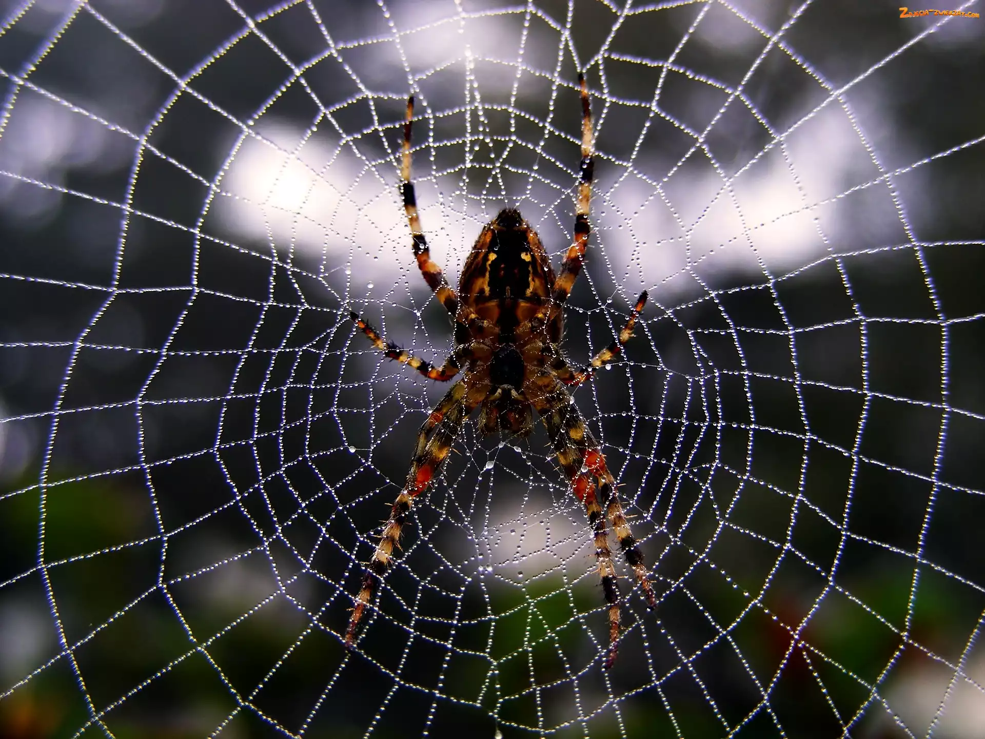 Krzyżak, Krople, Pająk, Pajęczyna