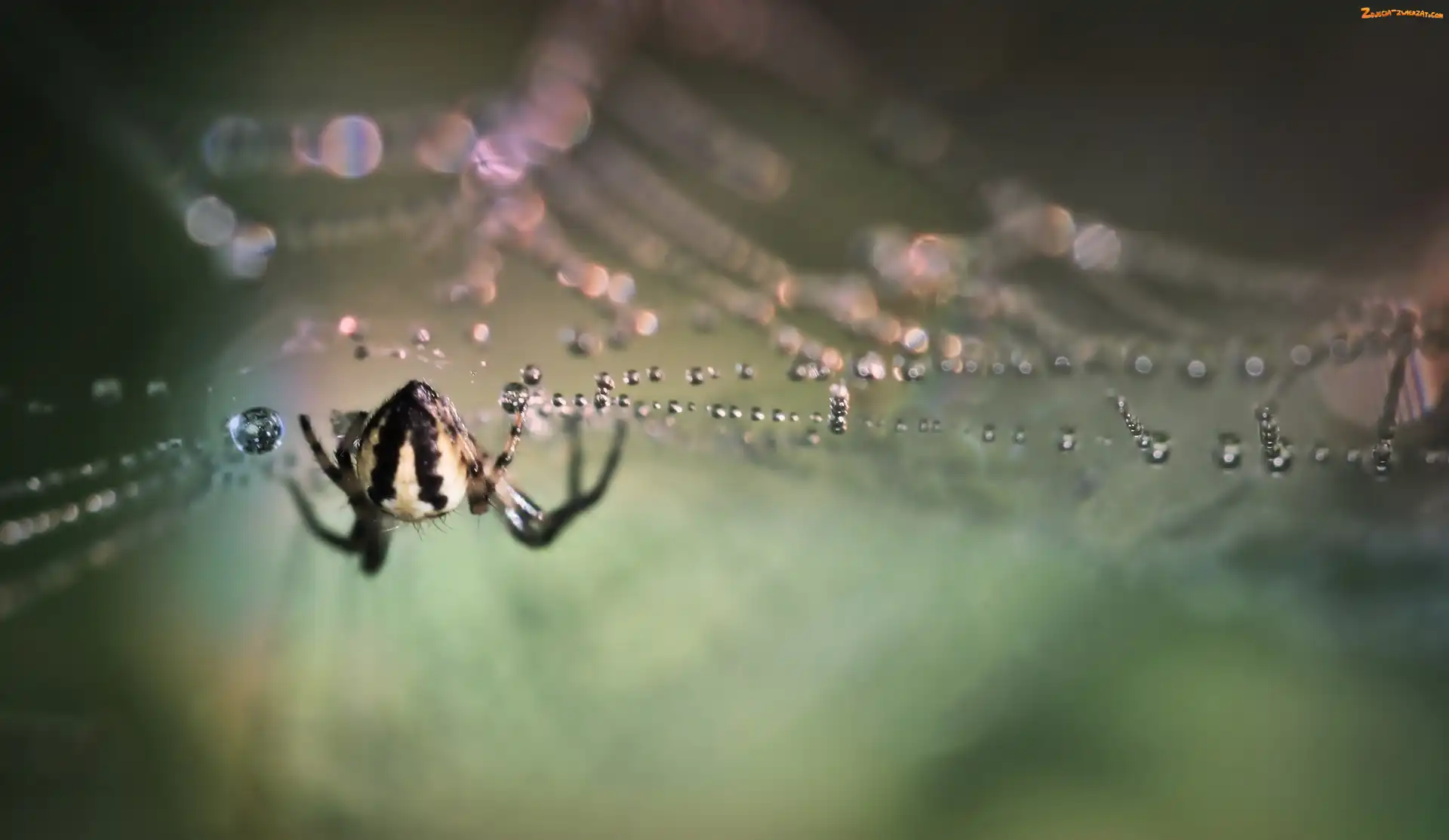 Pajęczyna, Bokeh, Pająk, Krople