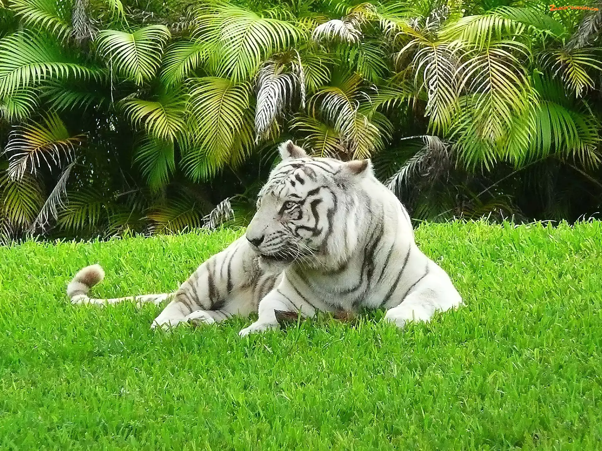 Palmy, Tygrys Bengalski, Trawa