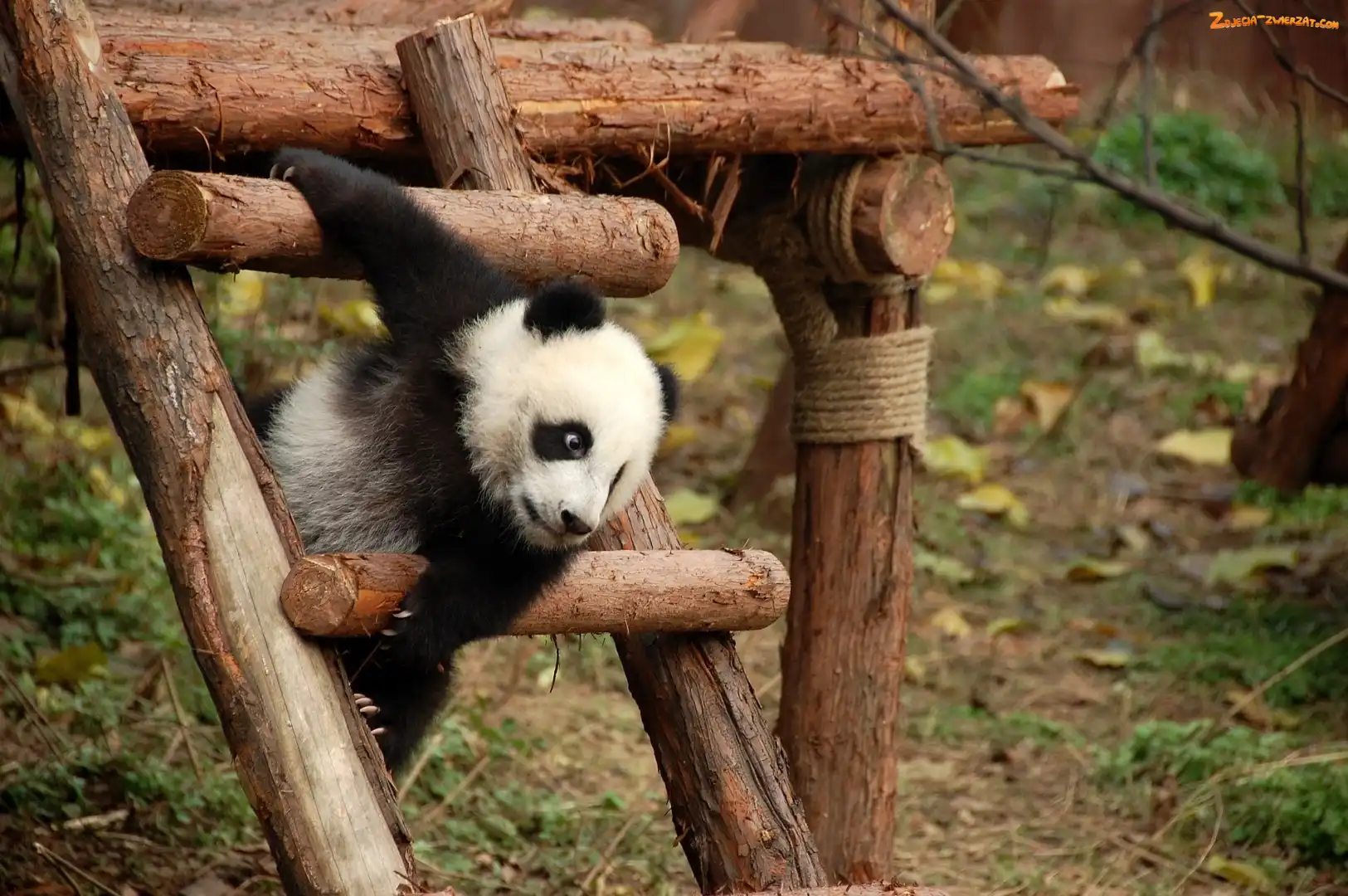 Panda, Zabaw, Mała, Plac