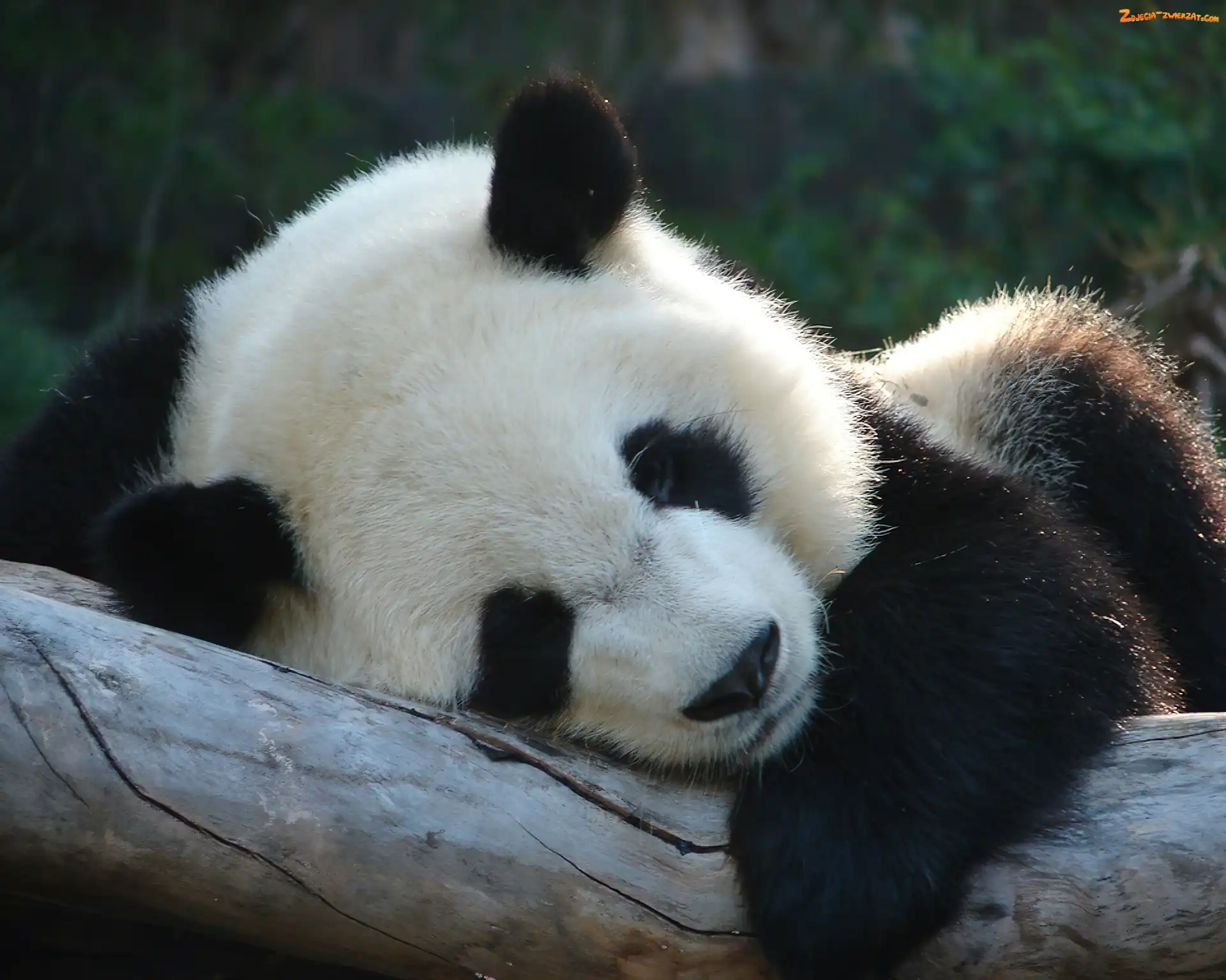 Sen, Panda, Konar