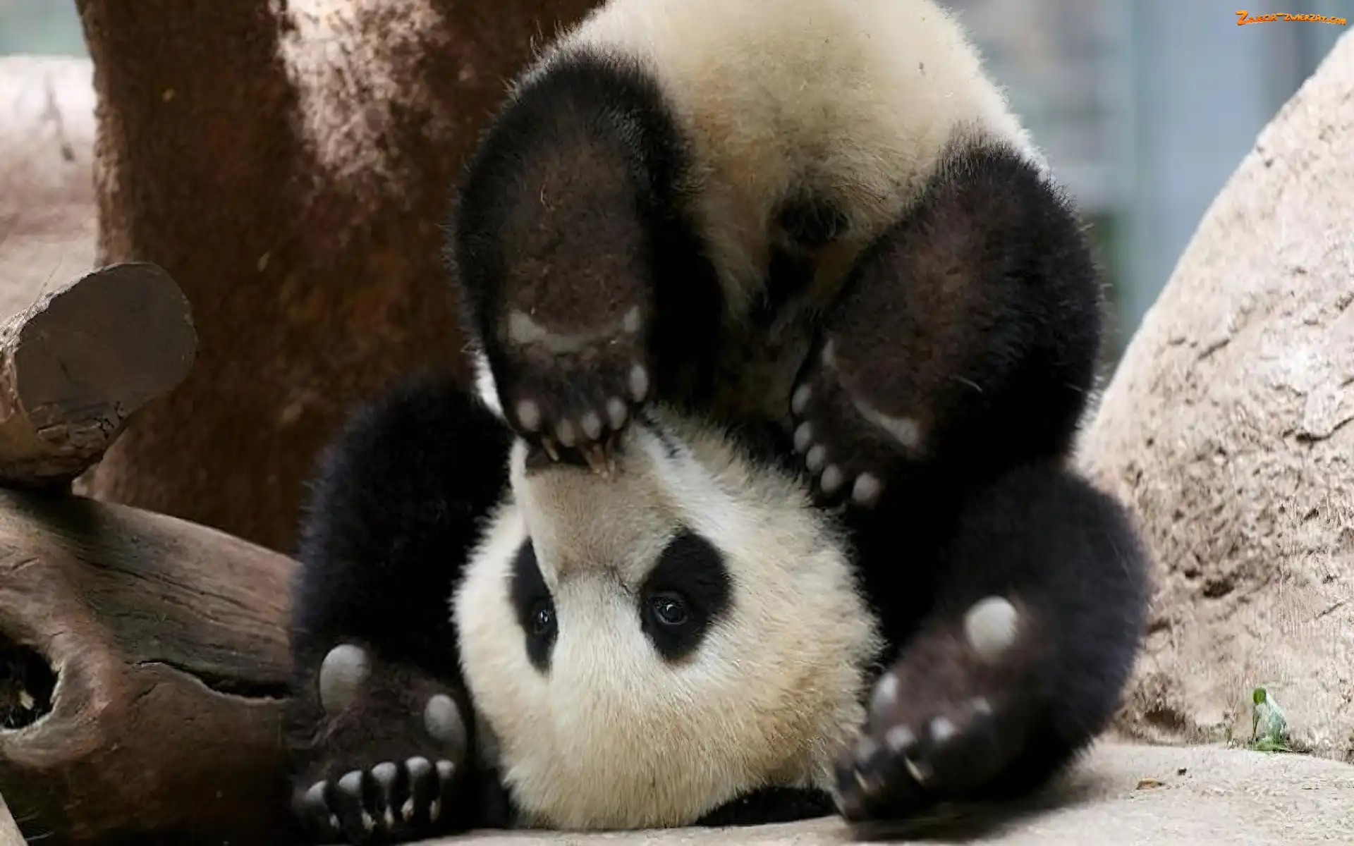 Sztuczka, Panda