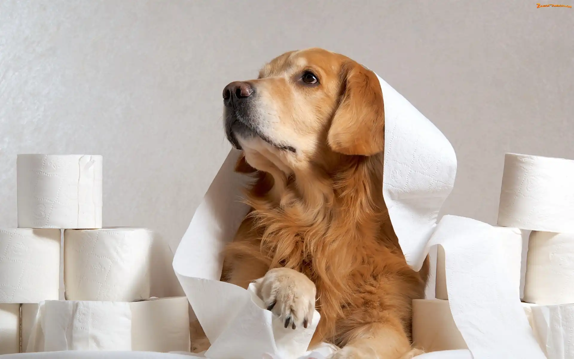 Papier, Golden retriever, Zabawa
