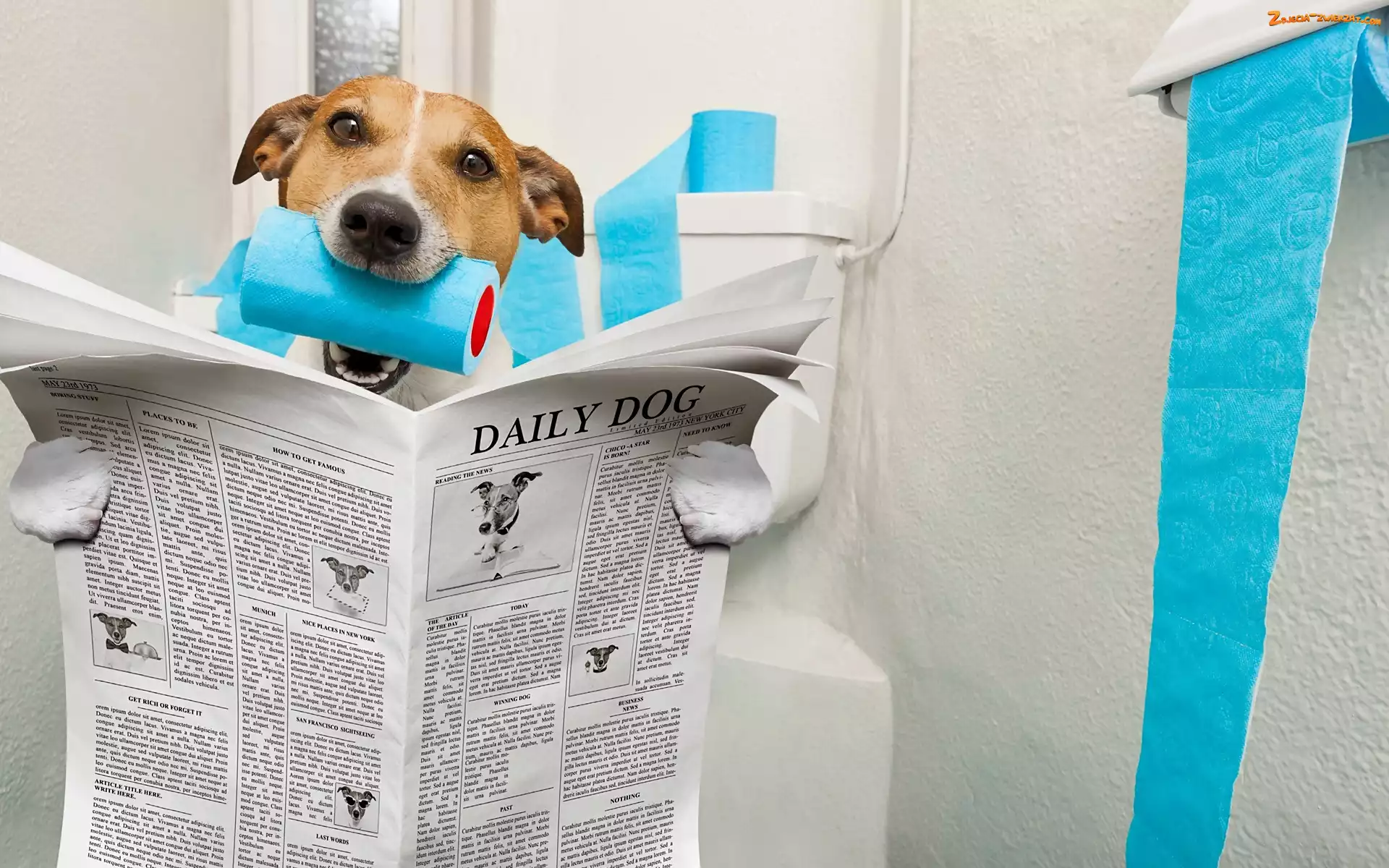 Toaletowy, Papier, Jack Russell terrier, Pies, Gazeta