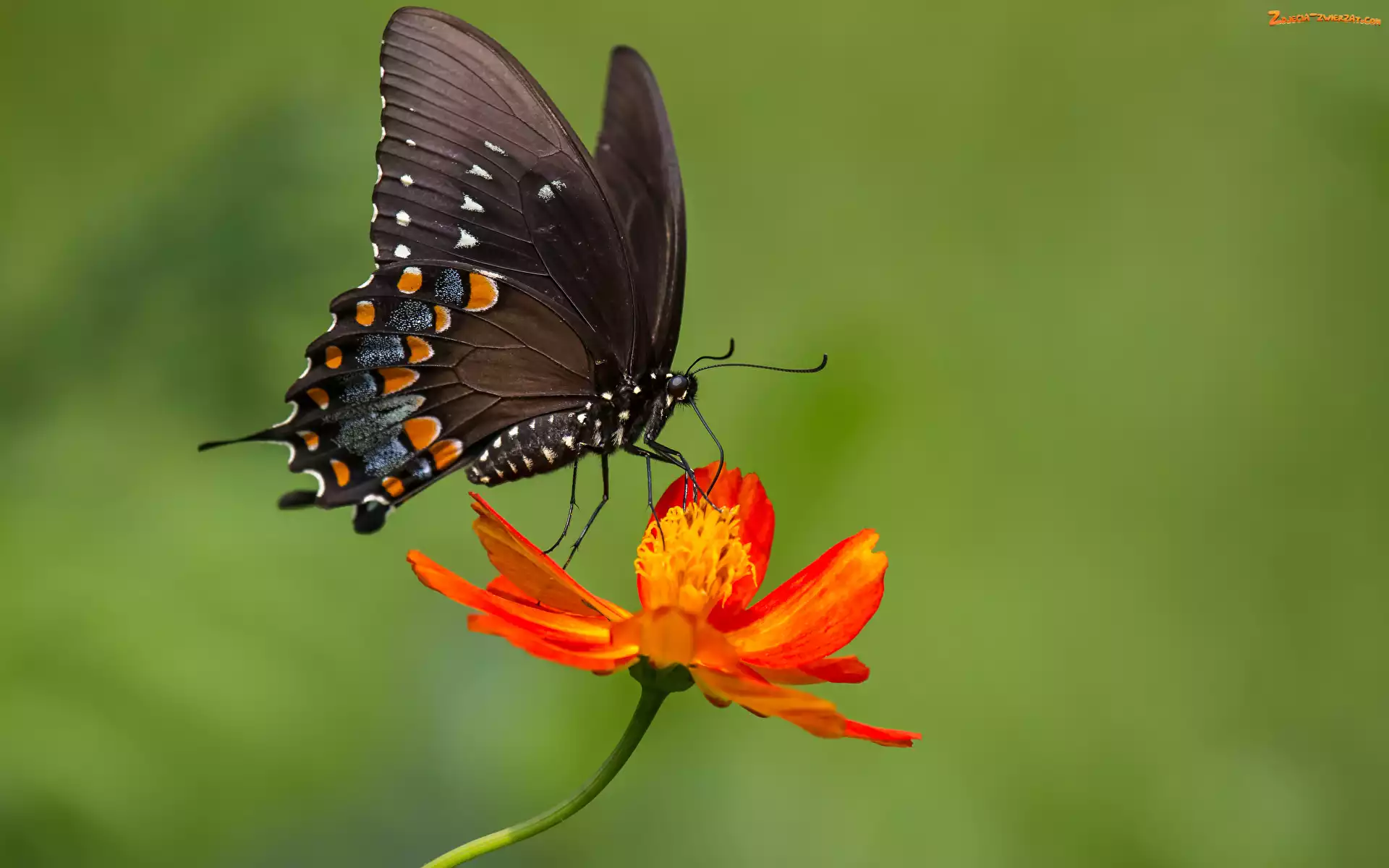 Rozmycie, Papilio polyxenes, Motyl, Kwiat, Cynia, Paź, Kolorowy