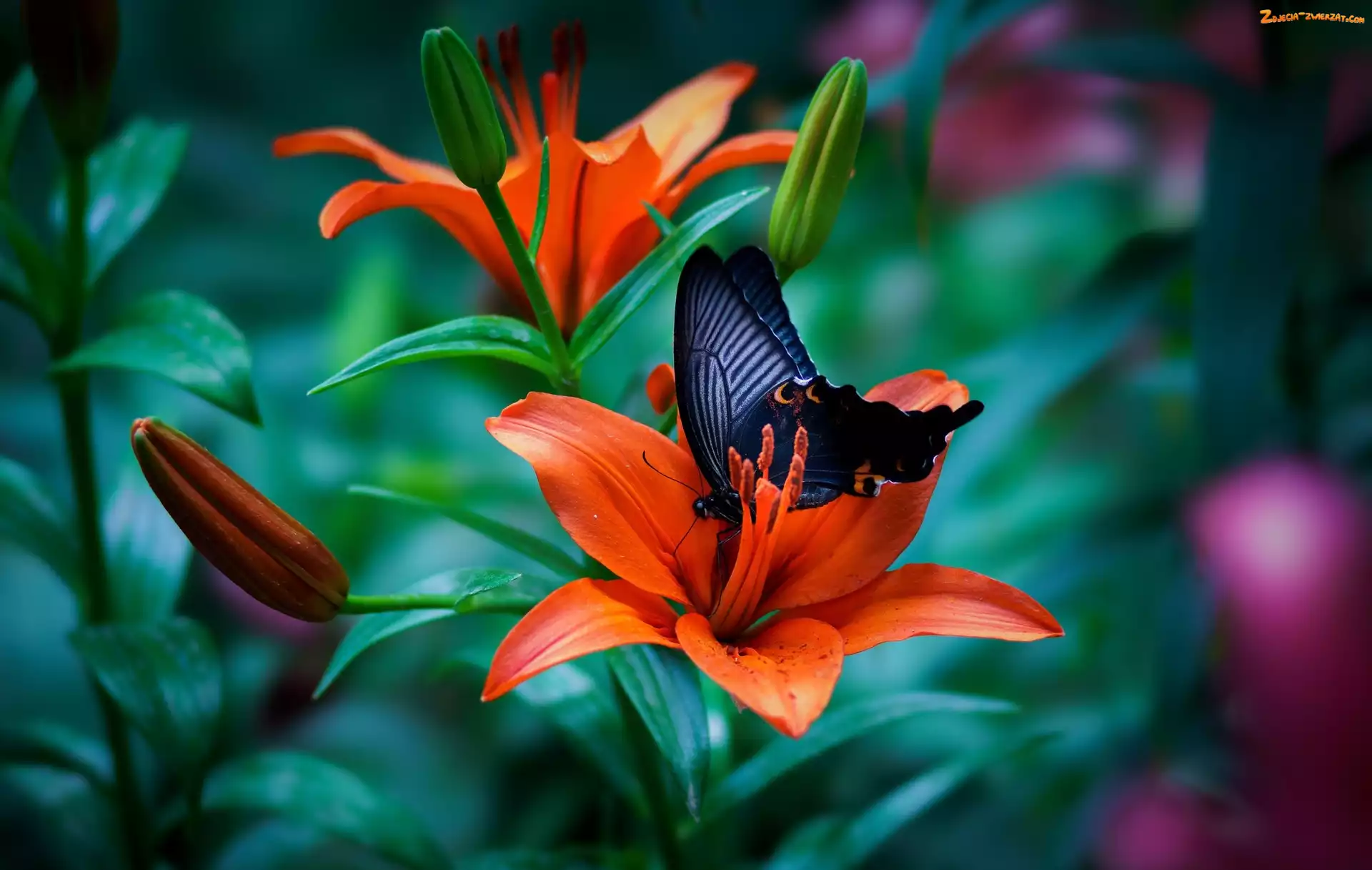 Papilio okinawensis, Motyl, Kwiaty, Lilie, Czarny