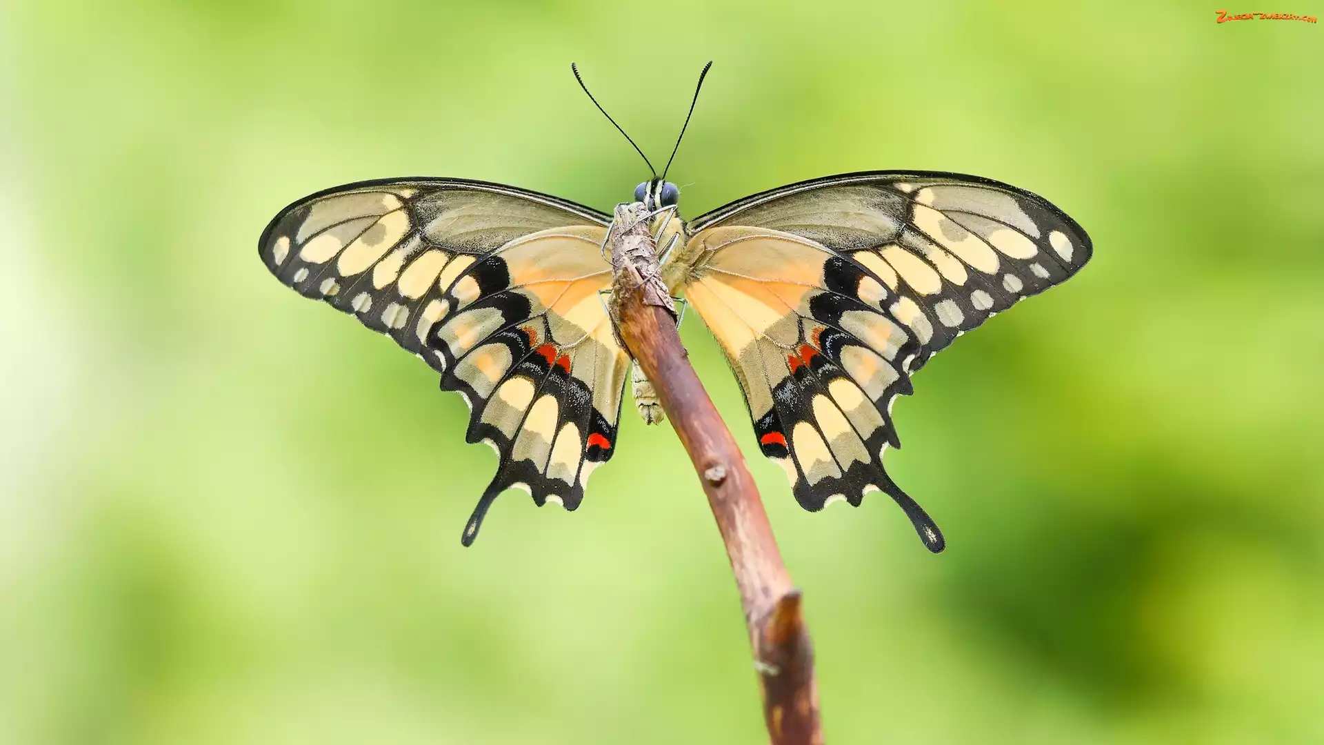 Motyl, Papilio thoas, Makro, Patyk