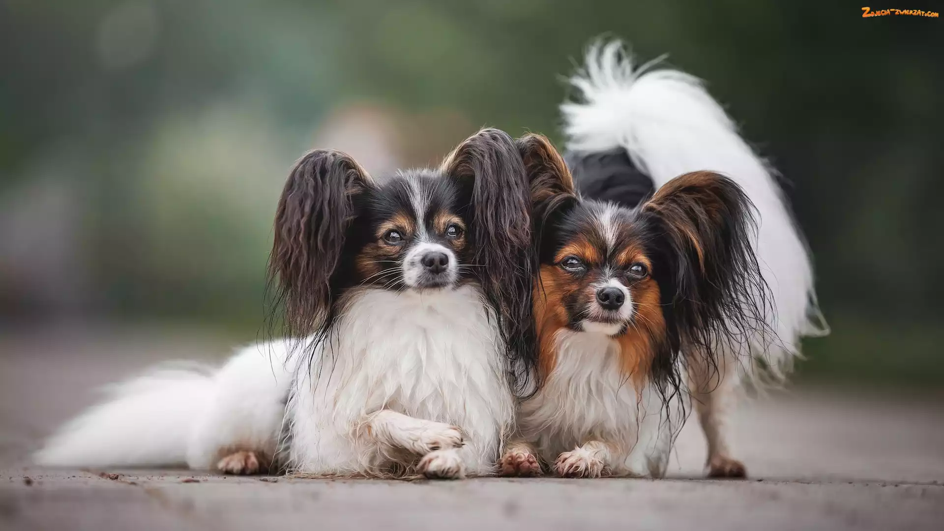 Spaniele kontynentalne miniaturowe Papillon, Dwa, Psy