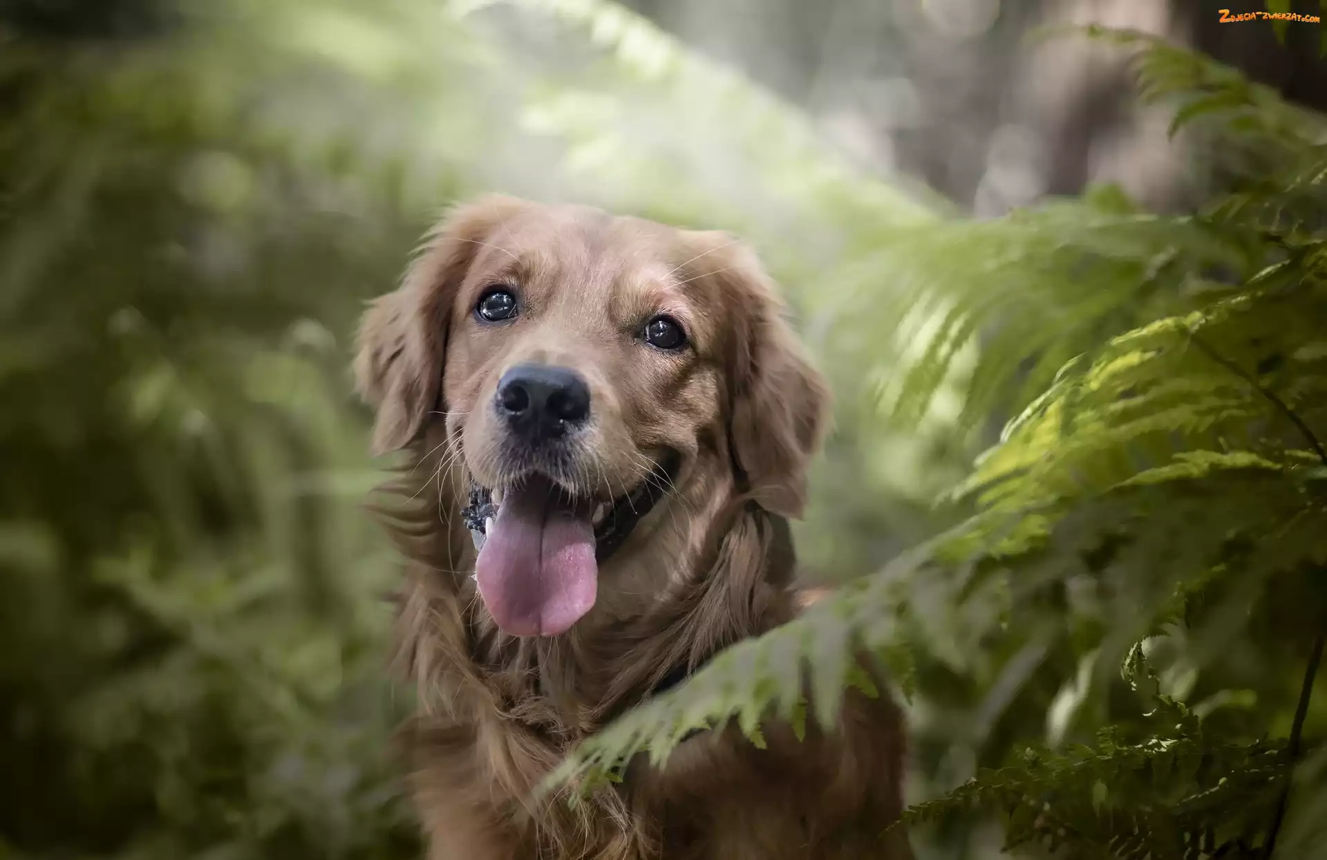 Paprocie, Pies, Golden Retriever